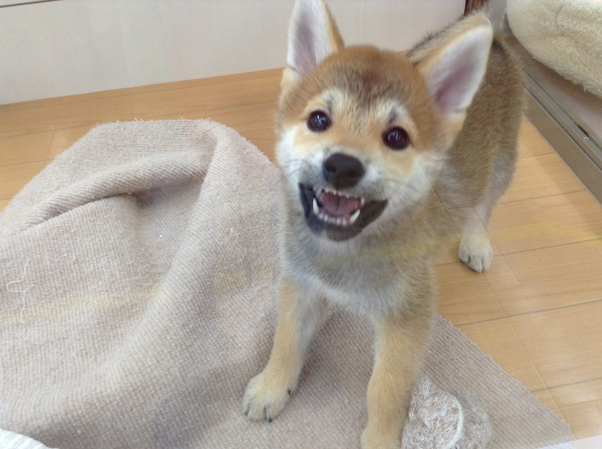 いたずらしーくん🤭