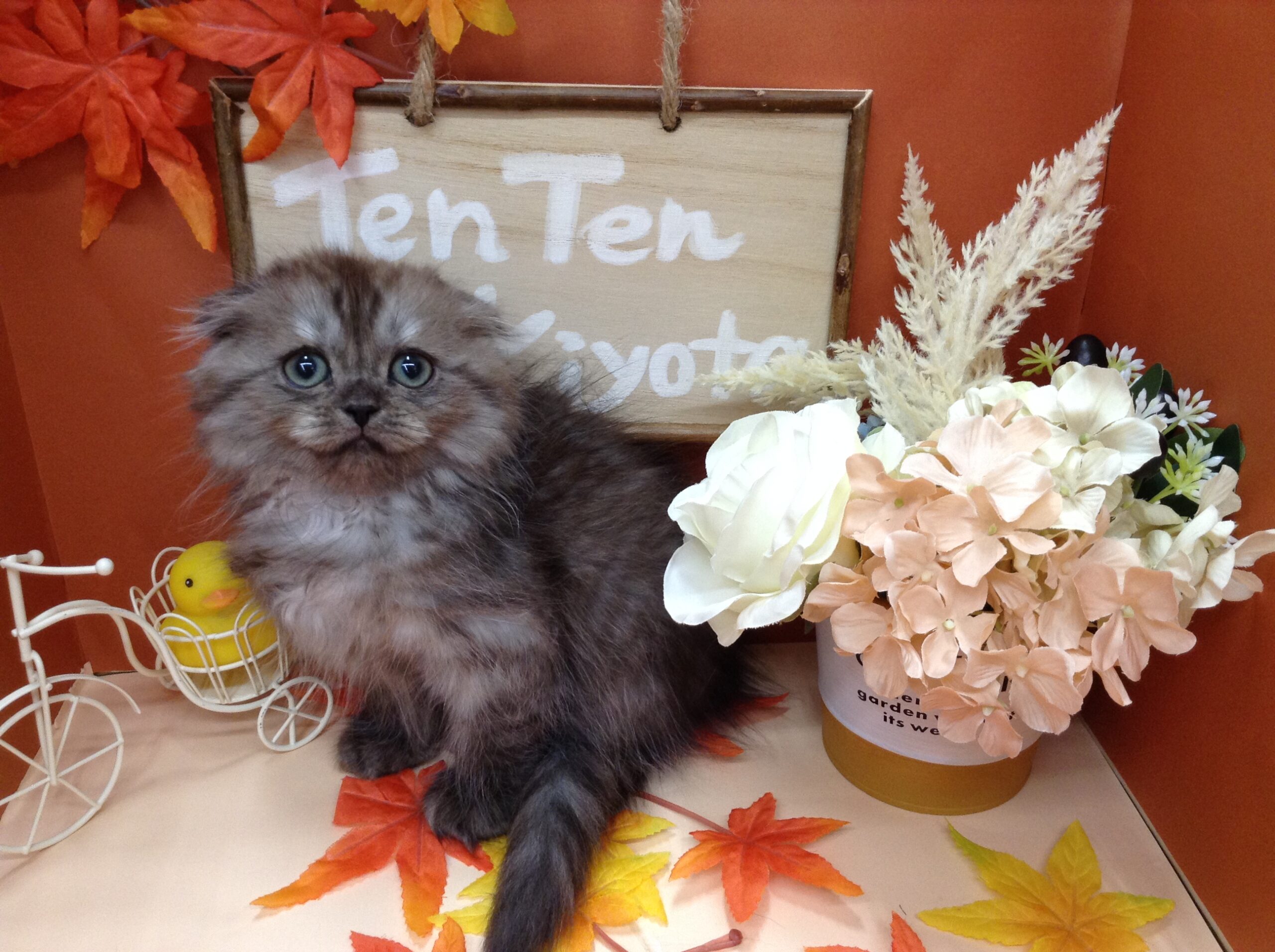 新入りにゃんこさん💗