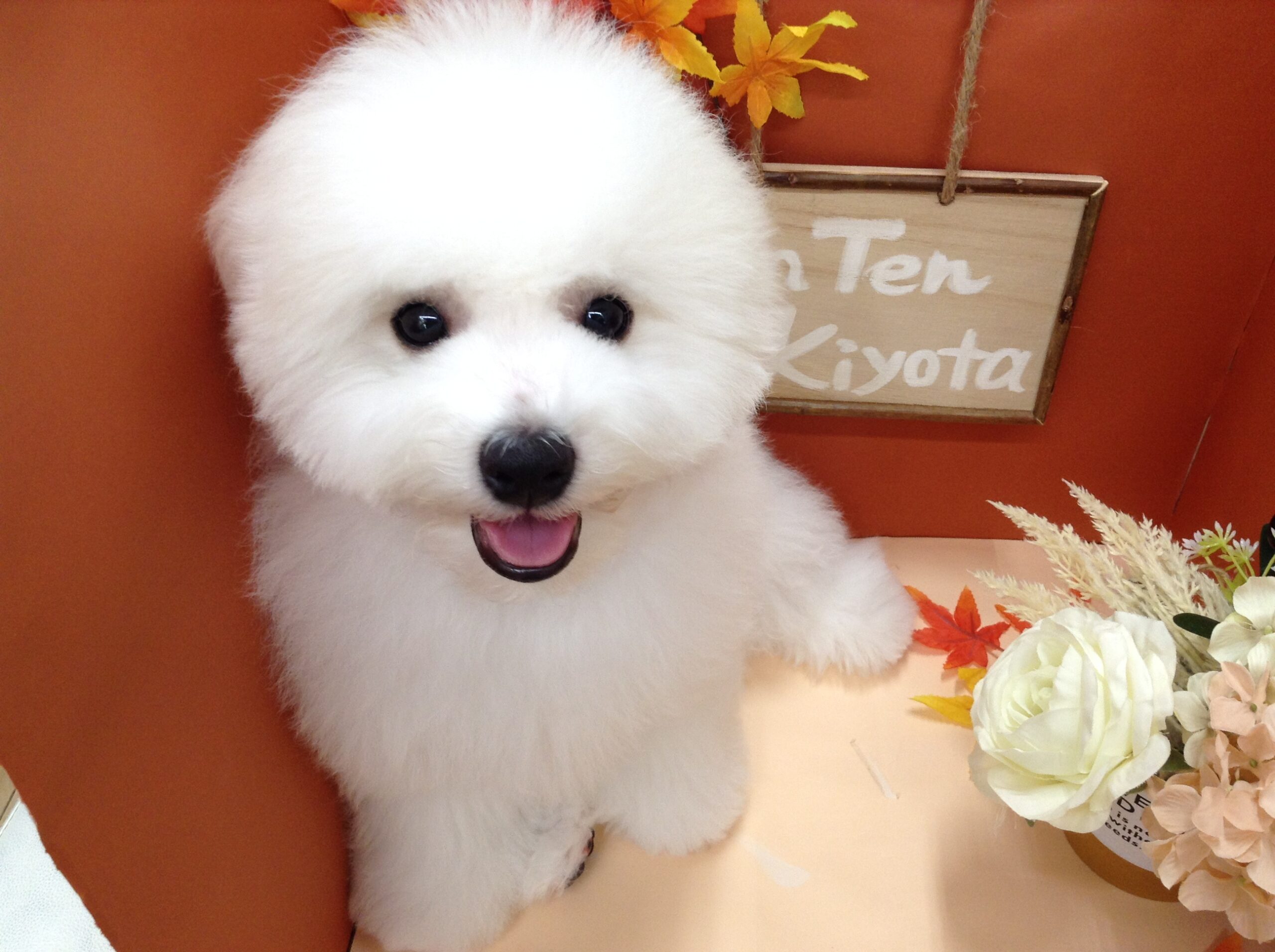 『ザ・ビション🐶』君がやって来ました❕