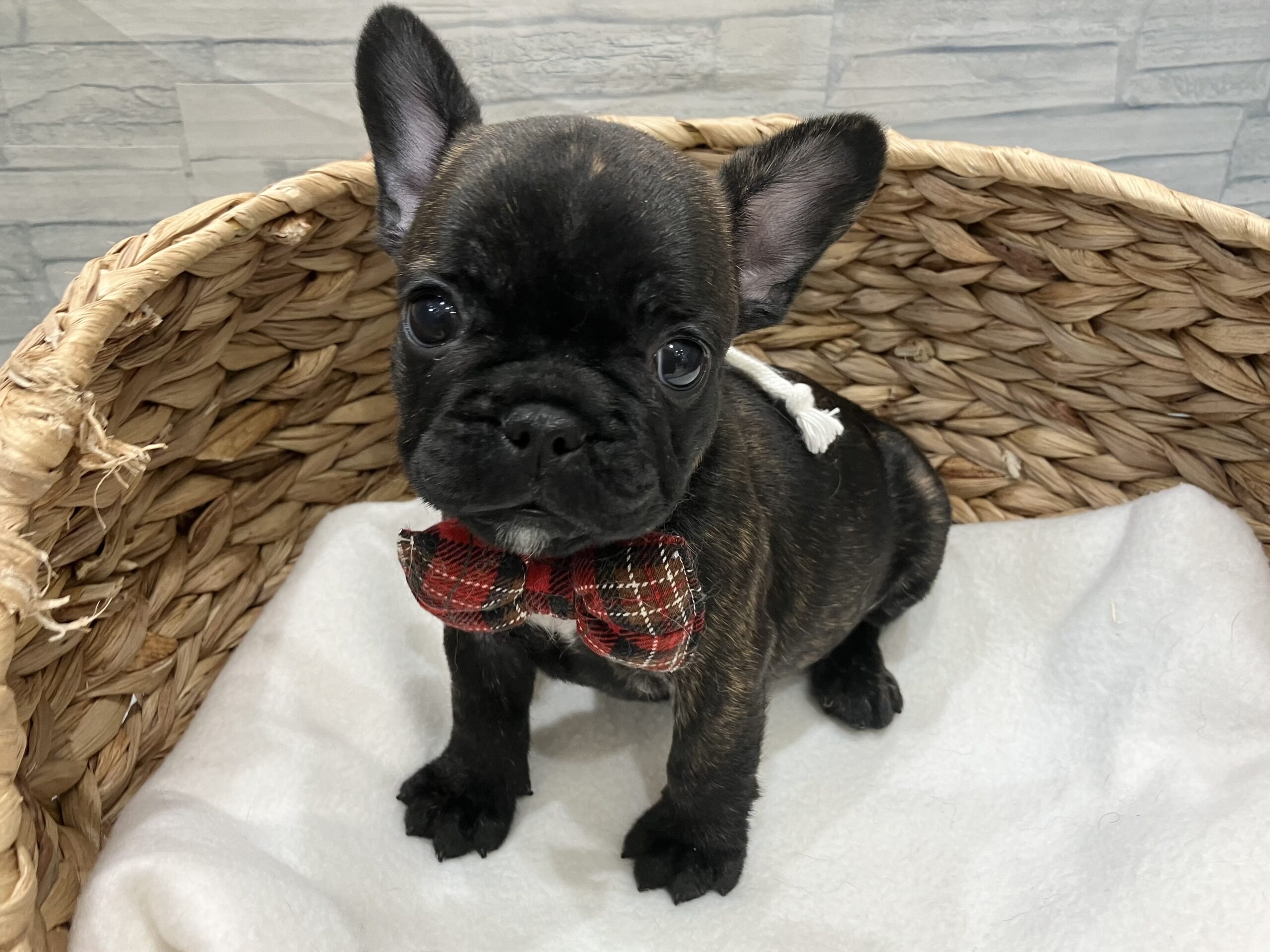 おすすめ犬バトンタッチ❕