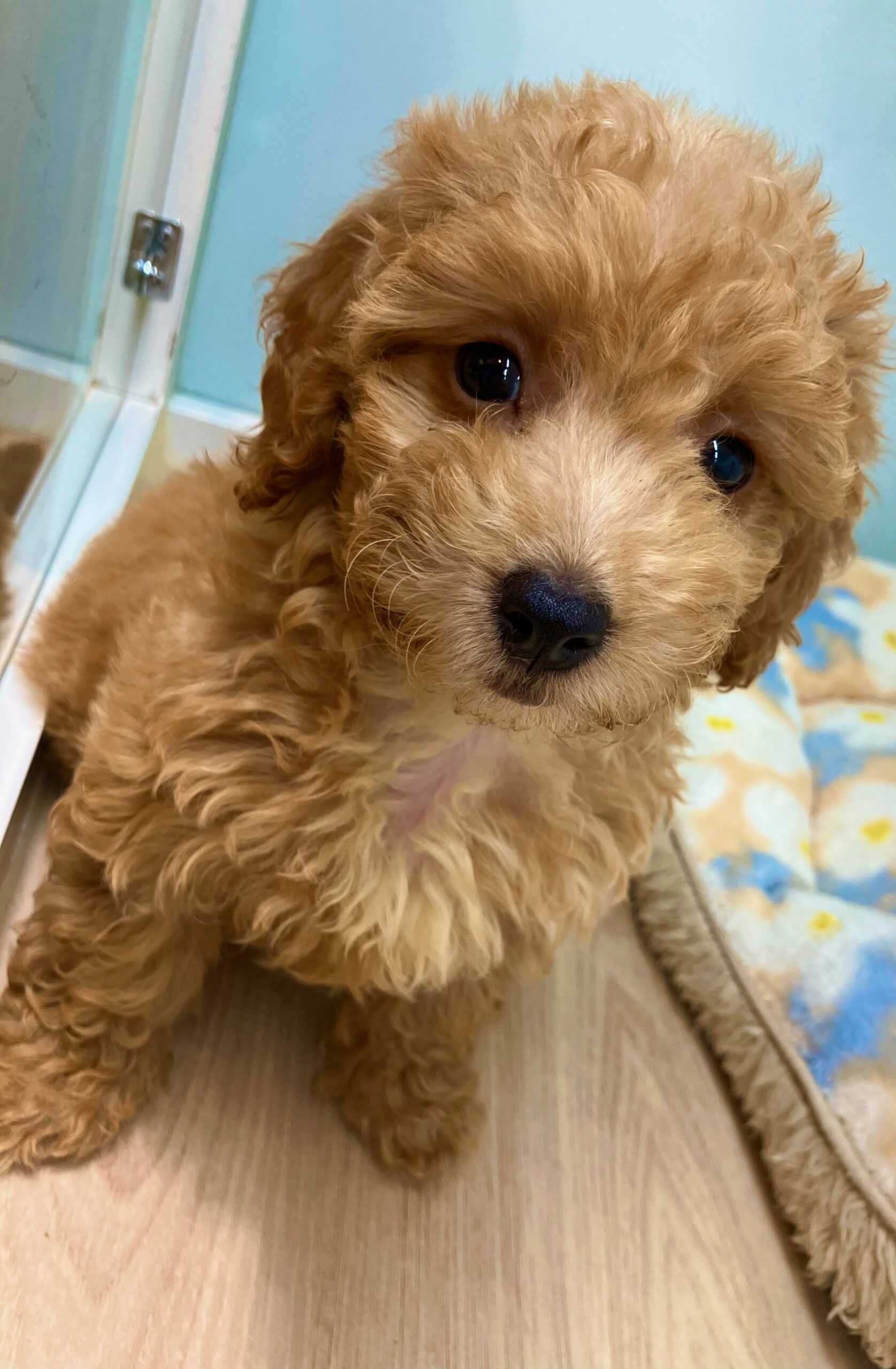 ✨🐶おすすめ犬バトンタッチ🐱✨