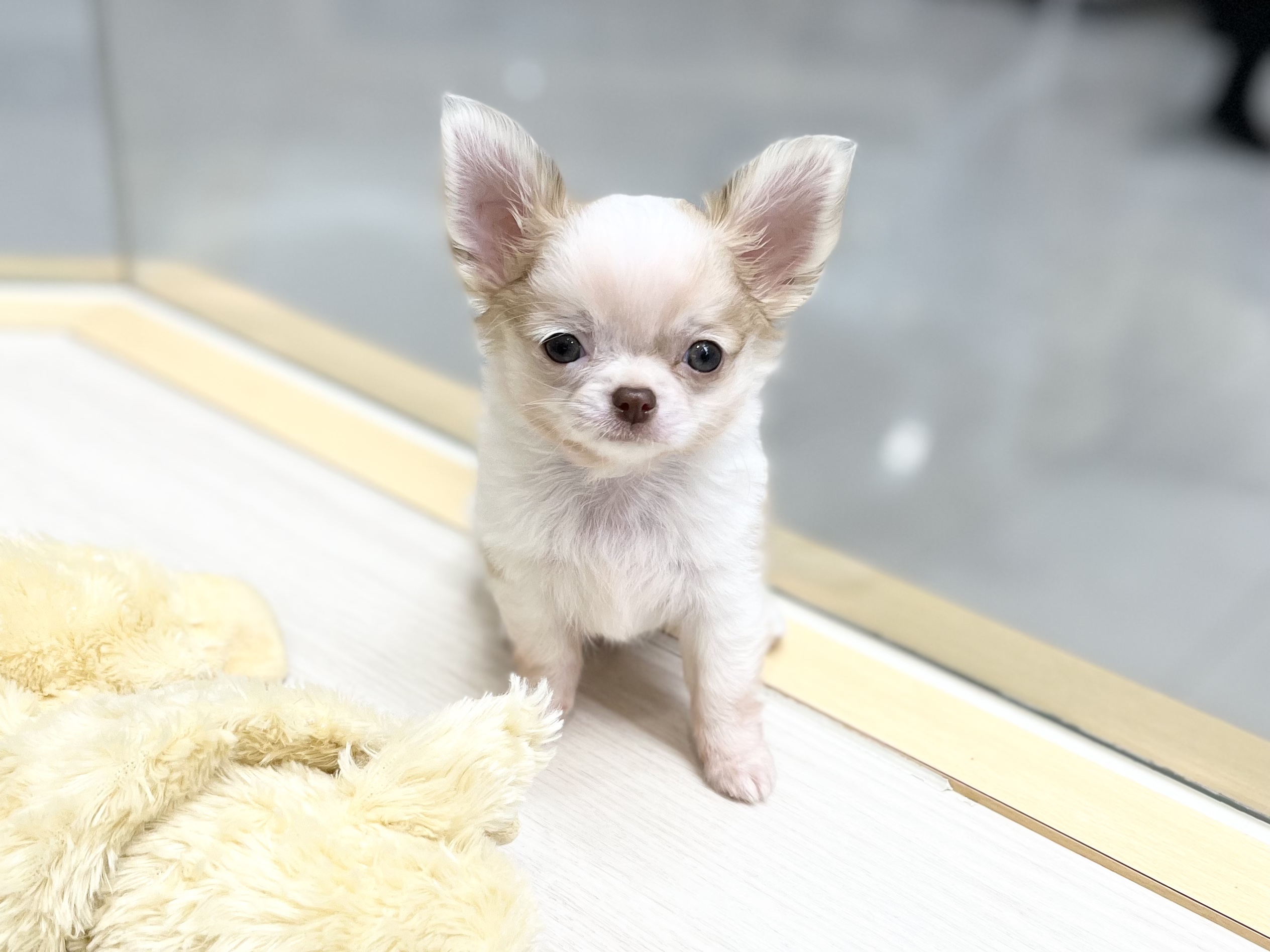 🐶おすすめちーたん🐶