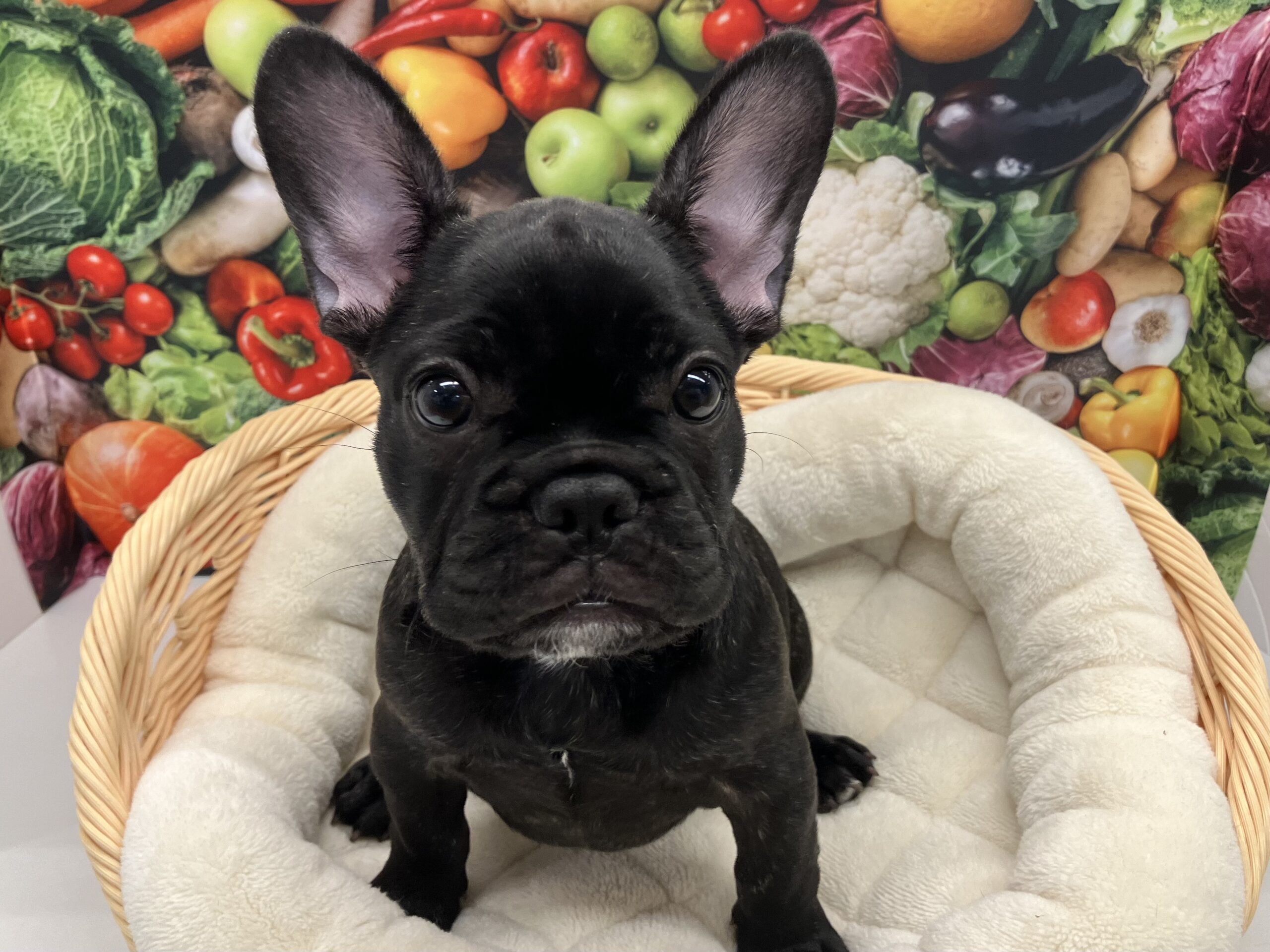 ☆NEWおすすめ犬☆