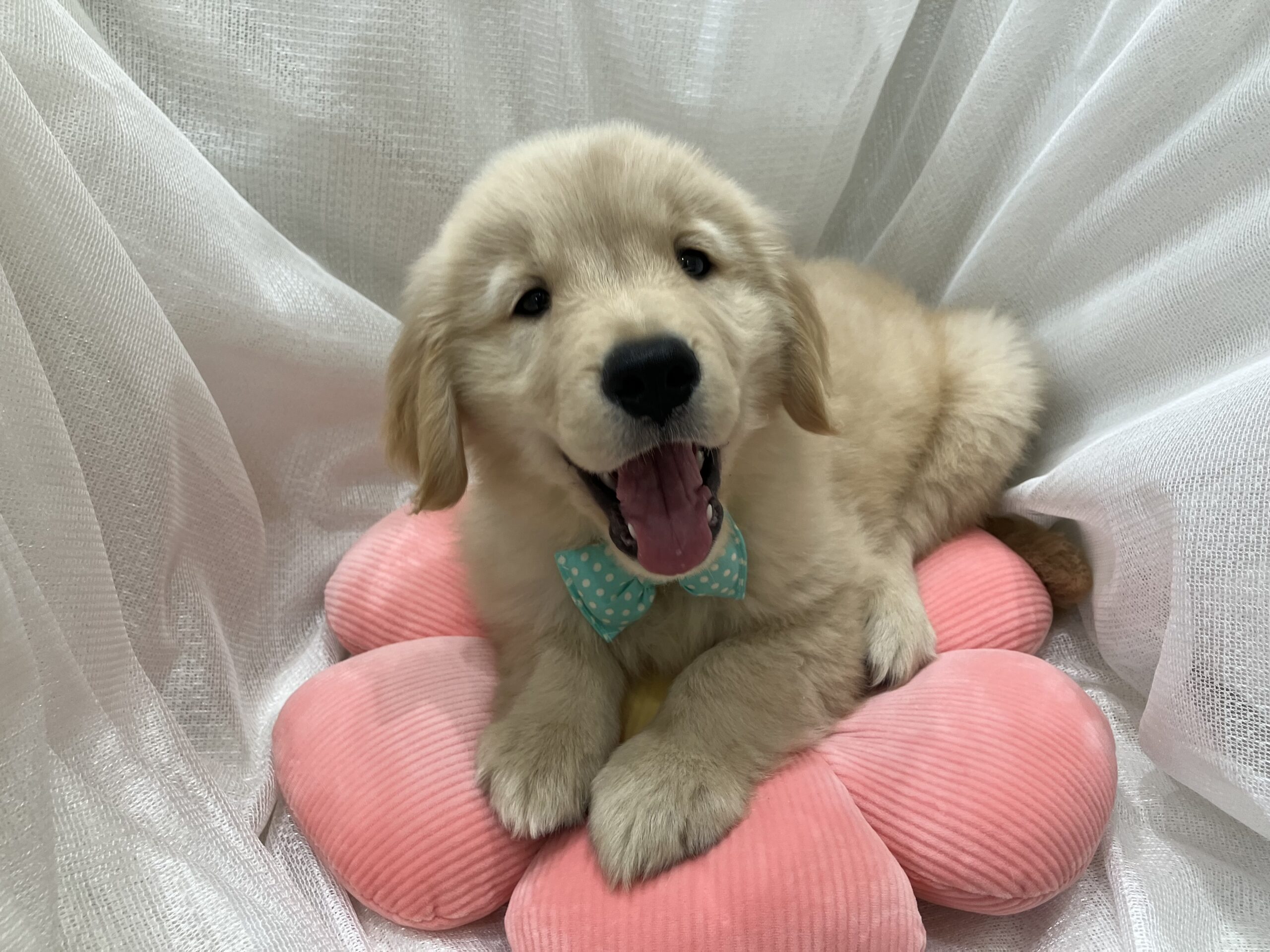 New！おすすめ犬ご紹介！！