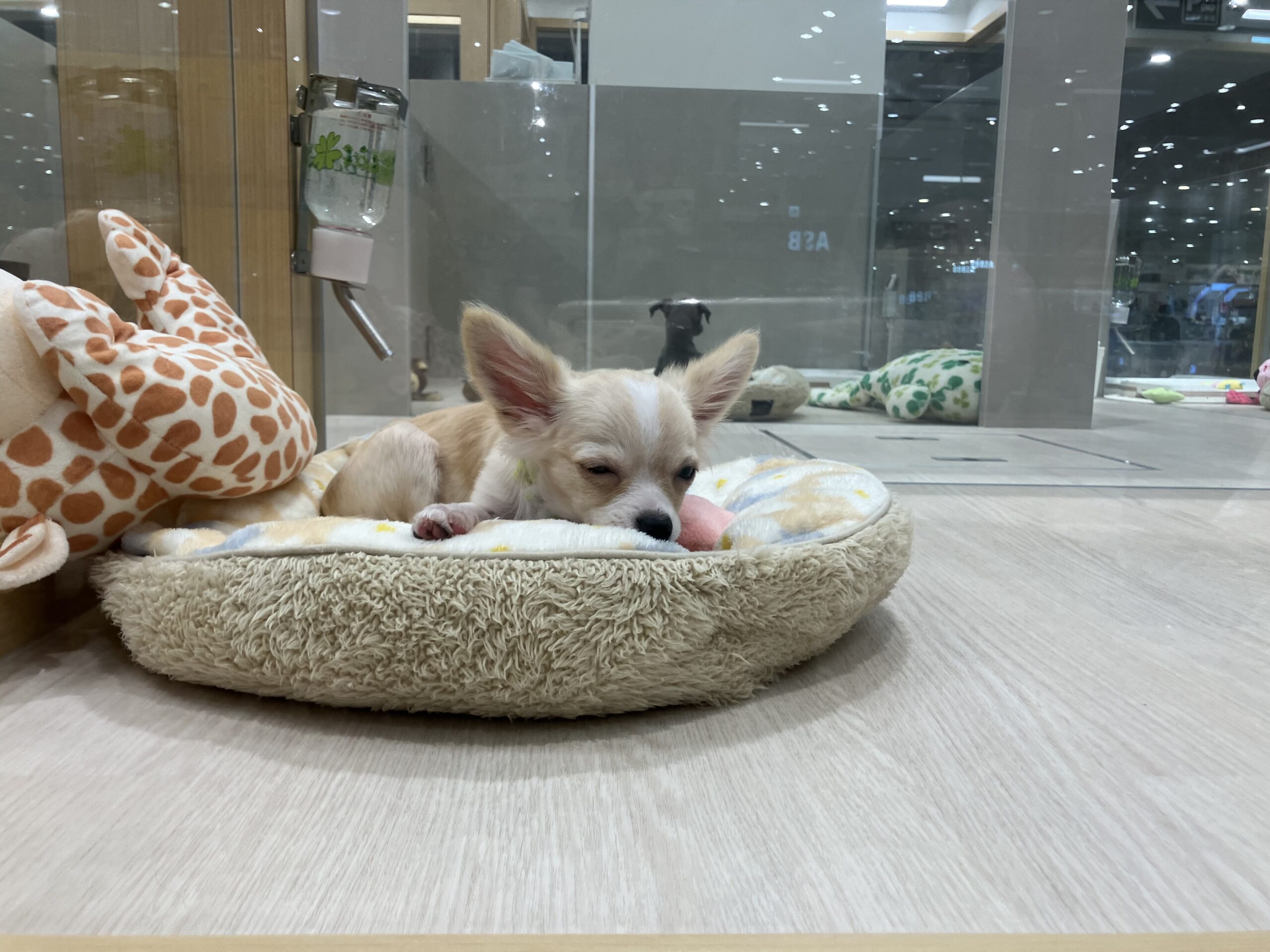 ★オススメ犬バトンタッチ★