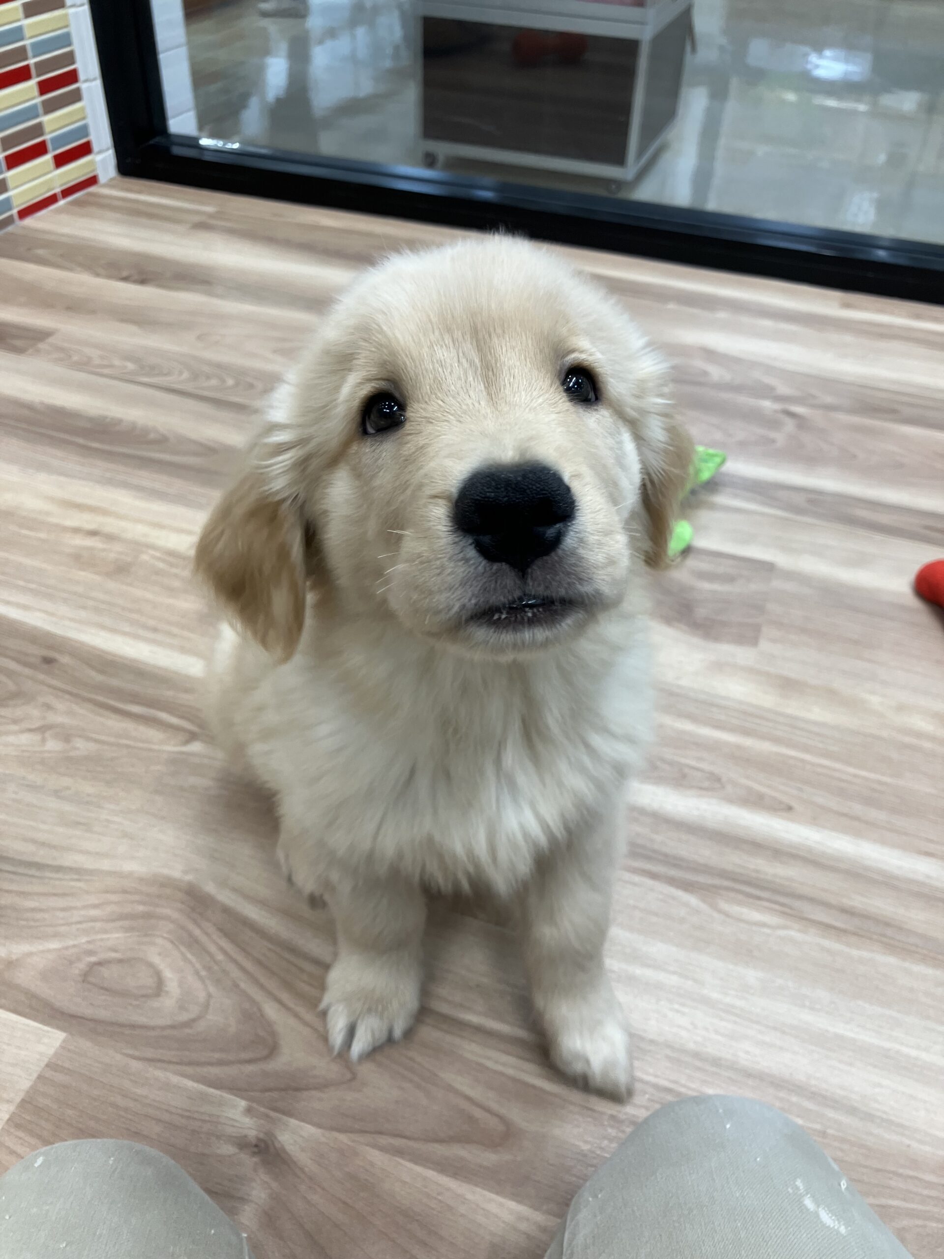 ゴルちゃんスマイル(o^―^o)ﾆｺ