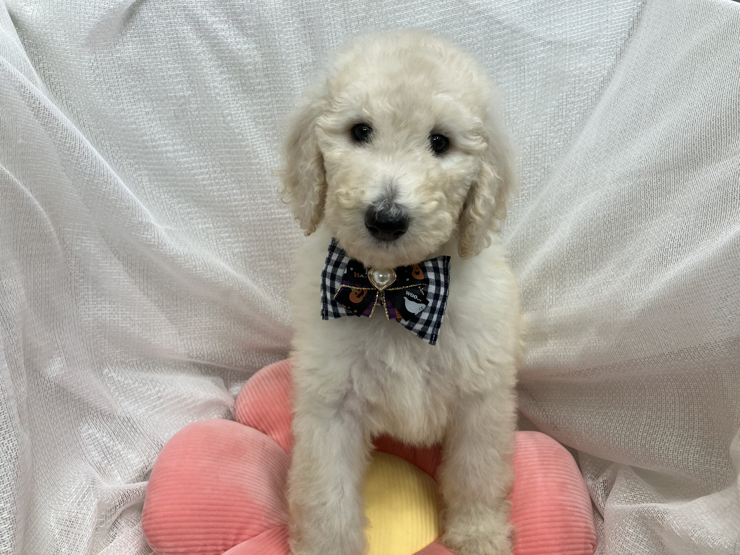 おすすめ犬発表✨