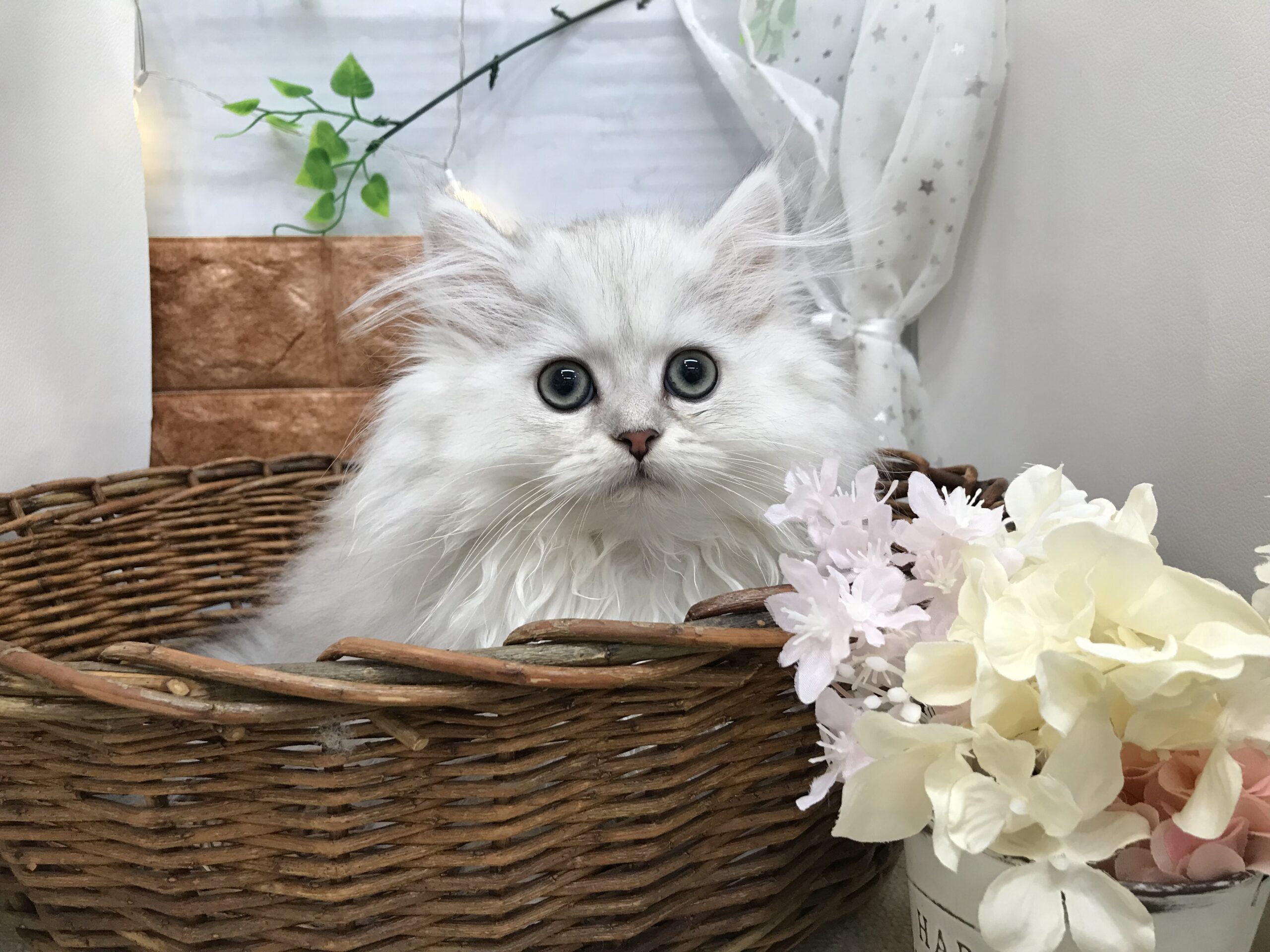 ☆福住店再開致します☆