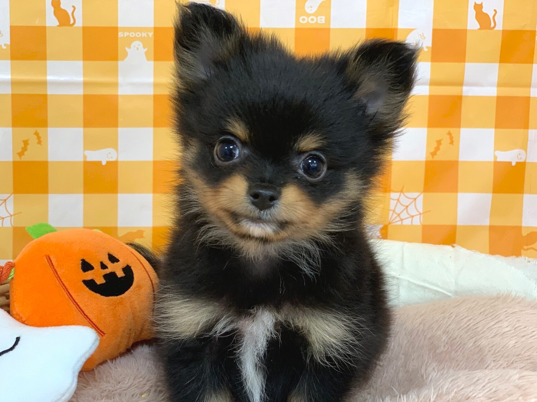 ★NEWオススメ犬♪★