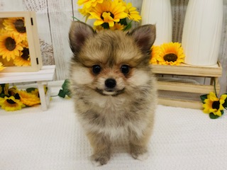 オススメ犬交代🐶