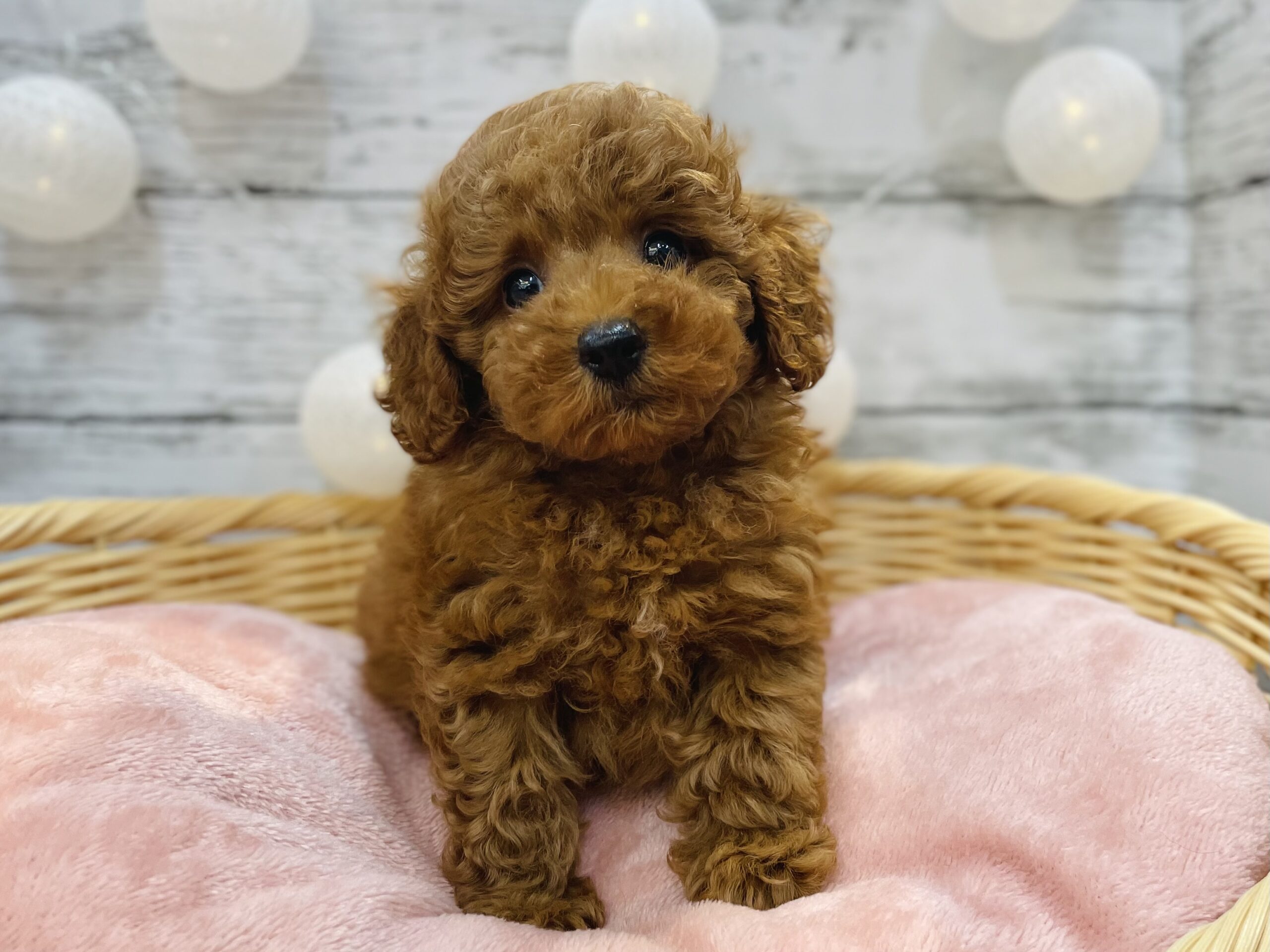 ☆NEWおすすめ犬☆