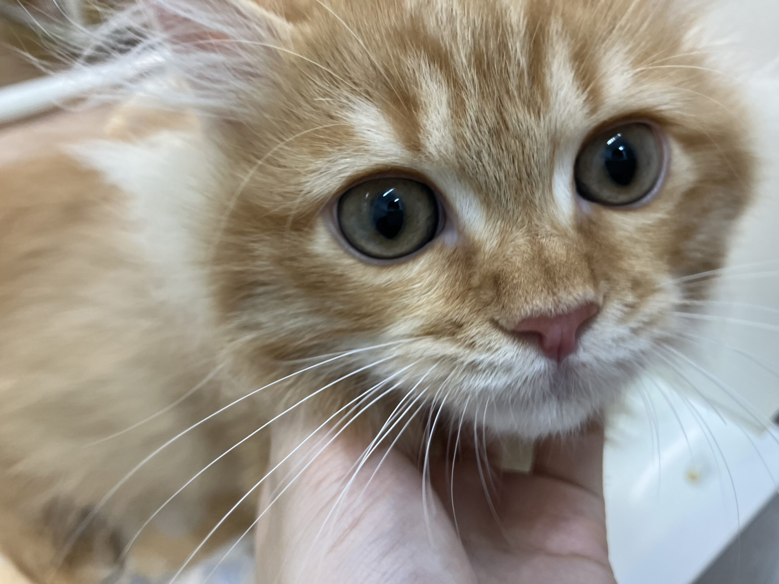 小樽のネコちゃん紹介！！！