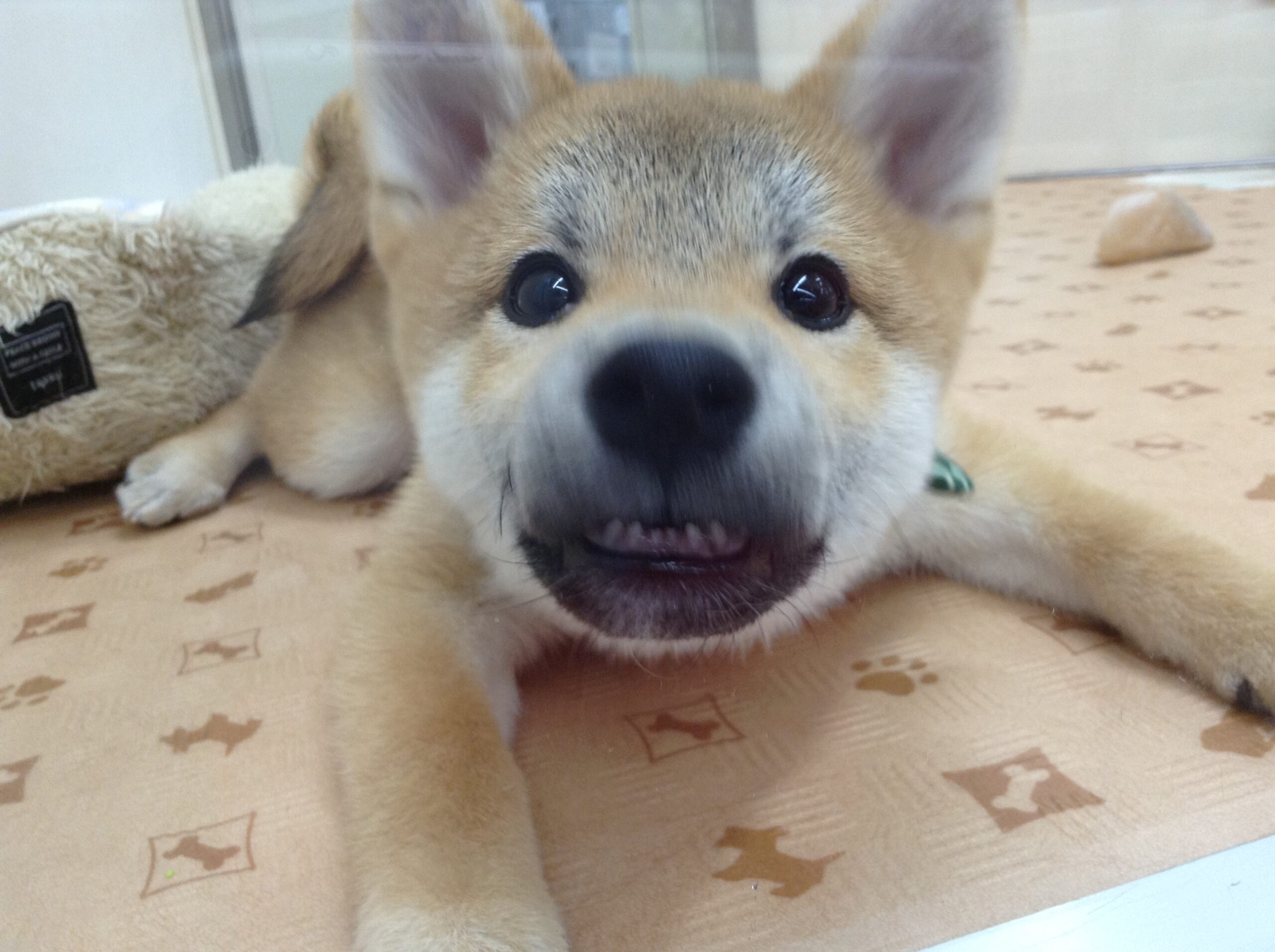 ボクの自慢の前歯だぞ～🐶🐾