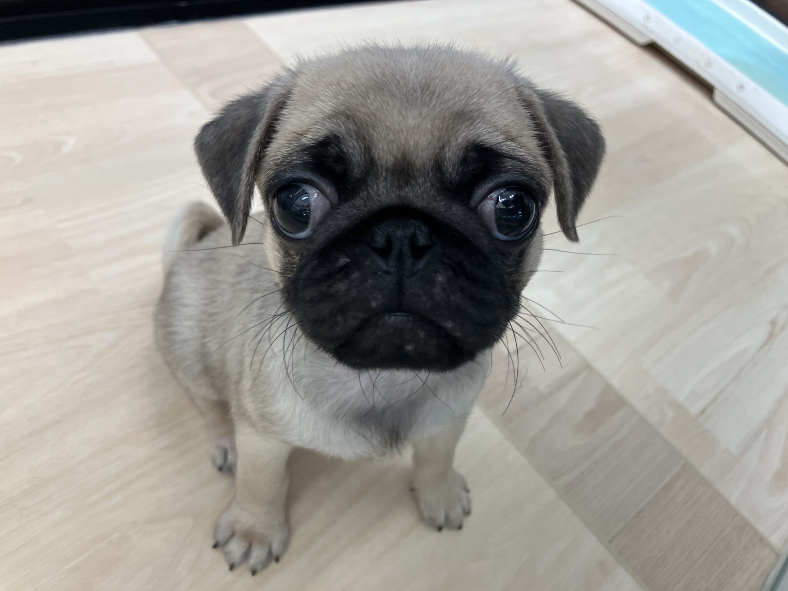 ✨🐶おすすめ犬バトンタッチ🐱✨