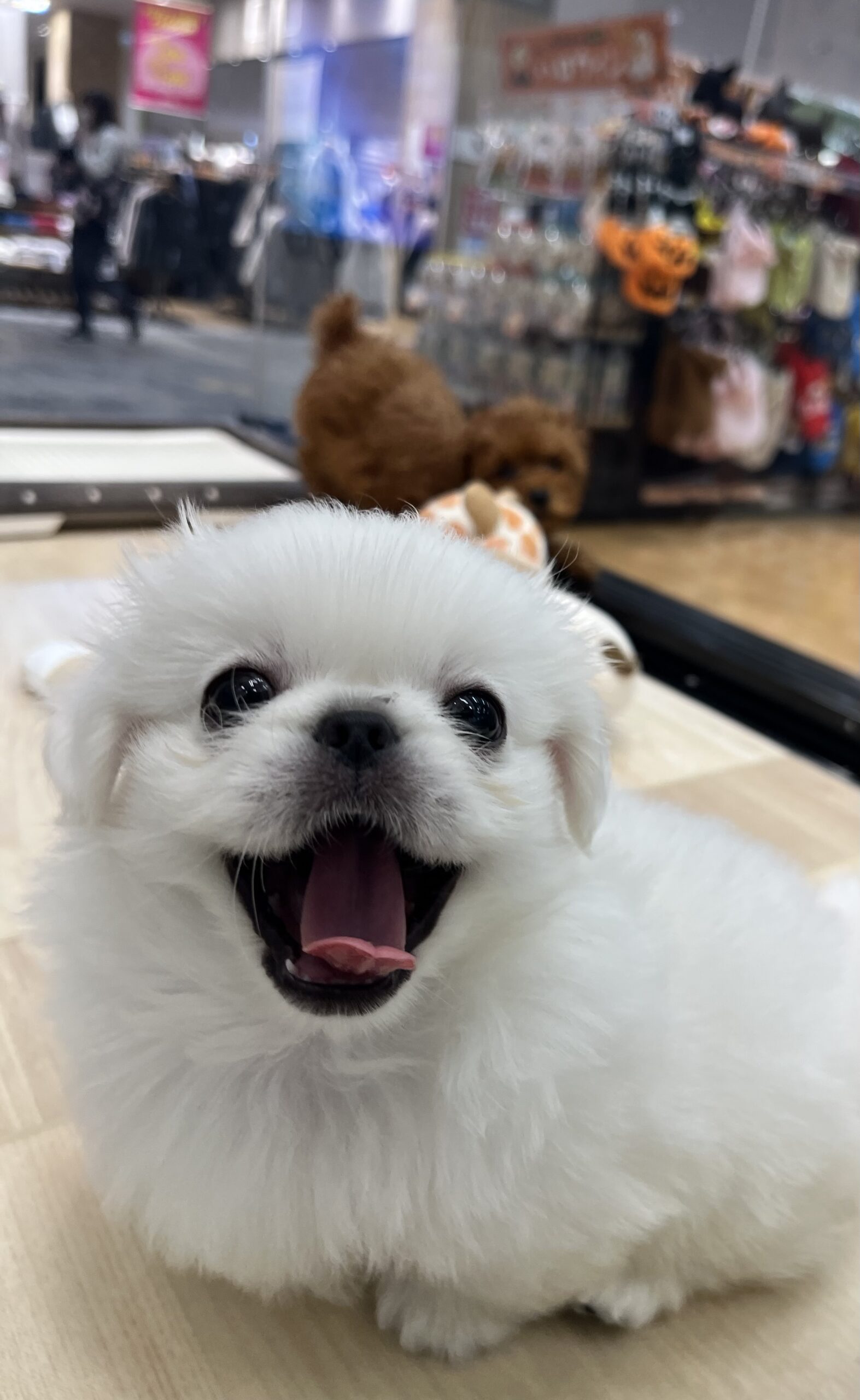 ✨🐶おすすめ犬バトンタッチ🐱✨