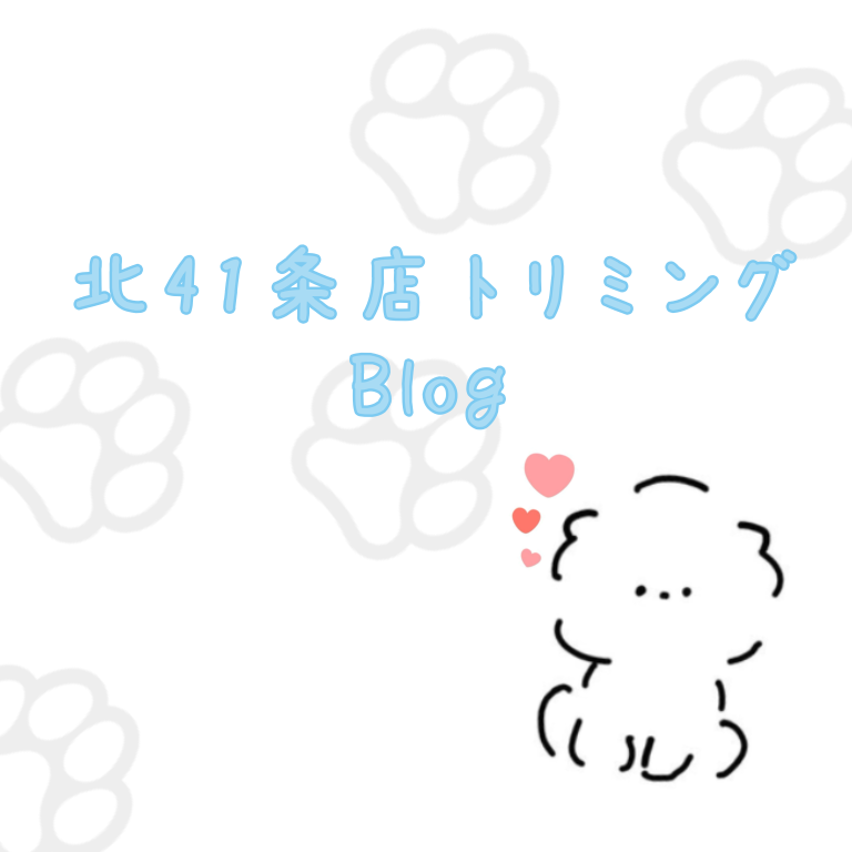 北４１条店トリミングブログ✨