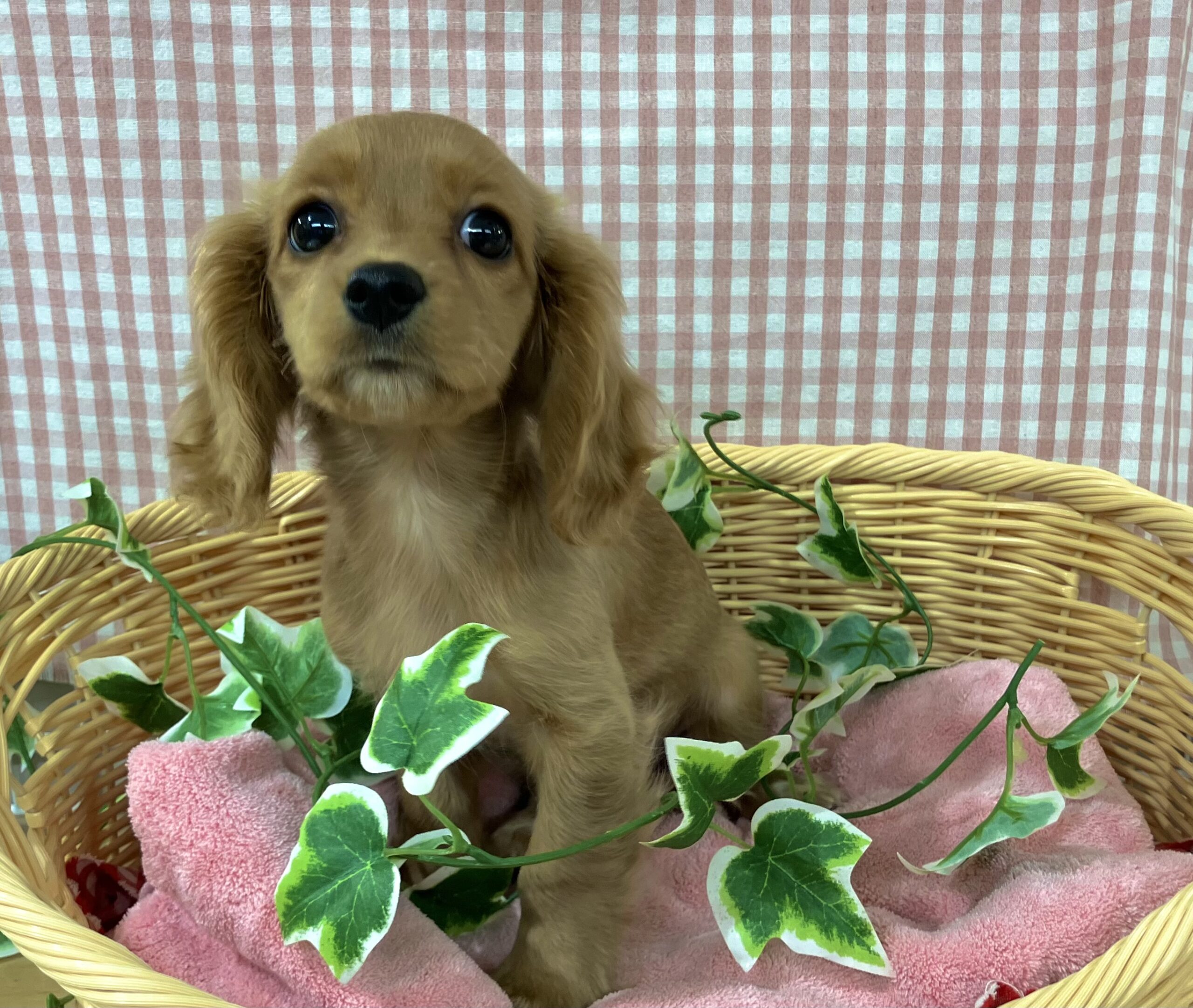 ★旭川駅前店にいるワンちゃんのご紹介★