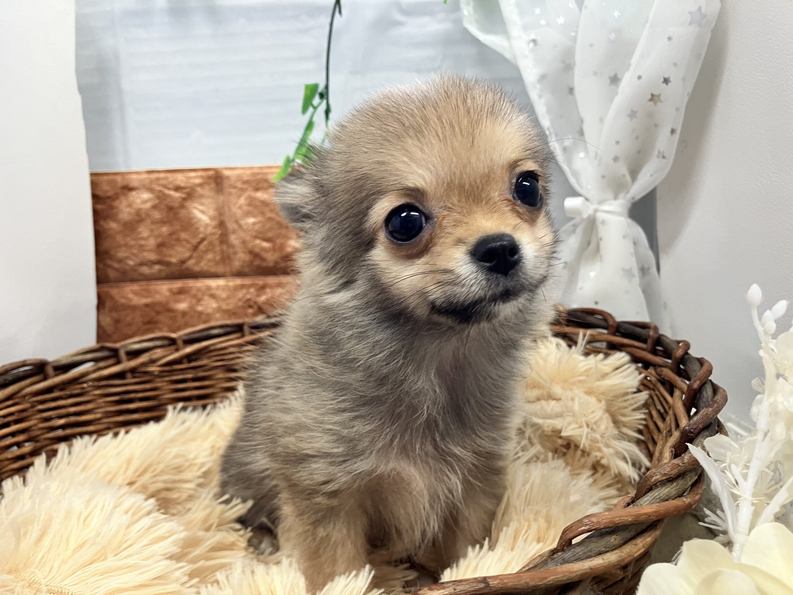 ☆おすすめ犬任命☆