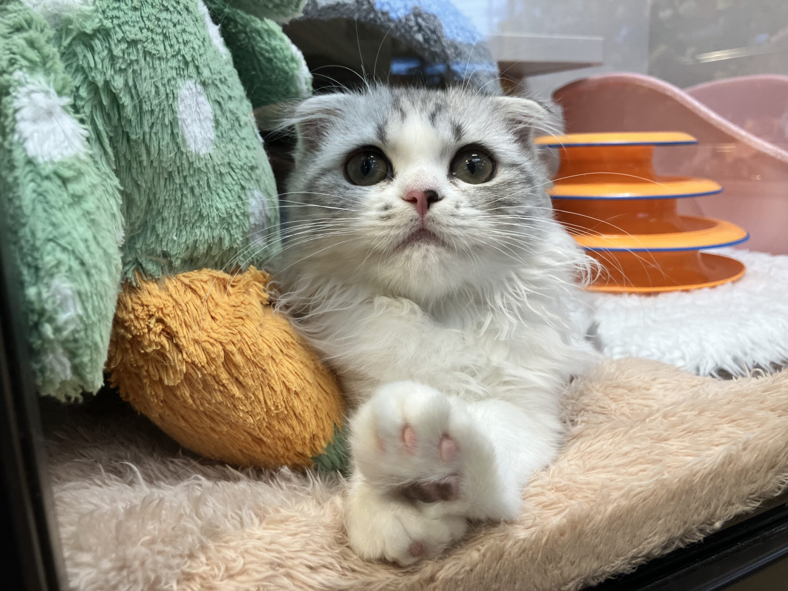 ♡福住店にゃんこ♡