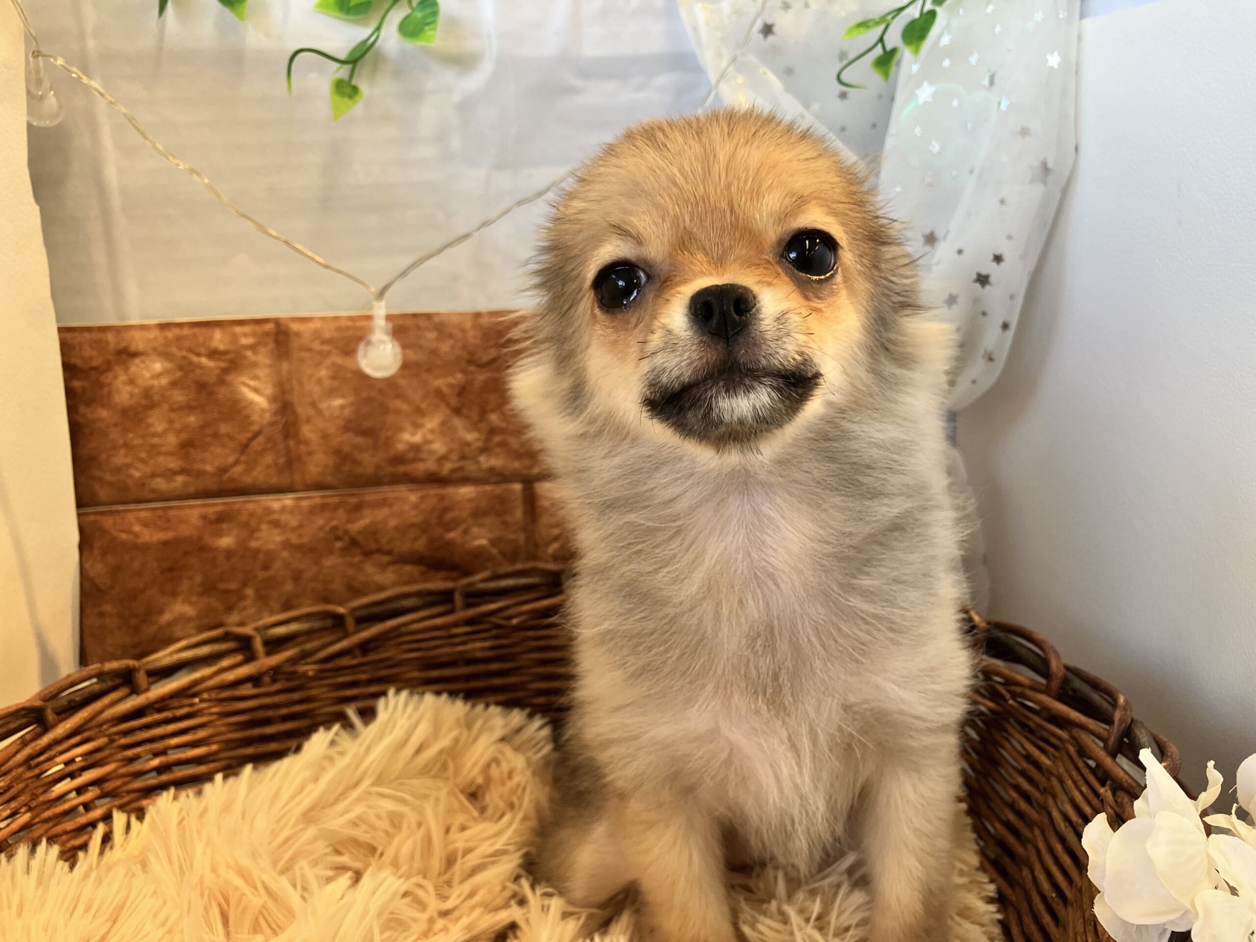 ♡おすすめ犬卒業♡