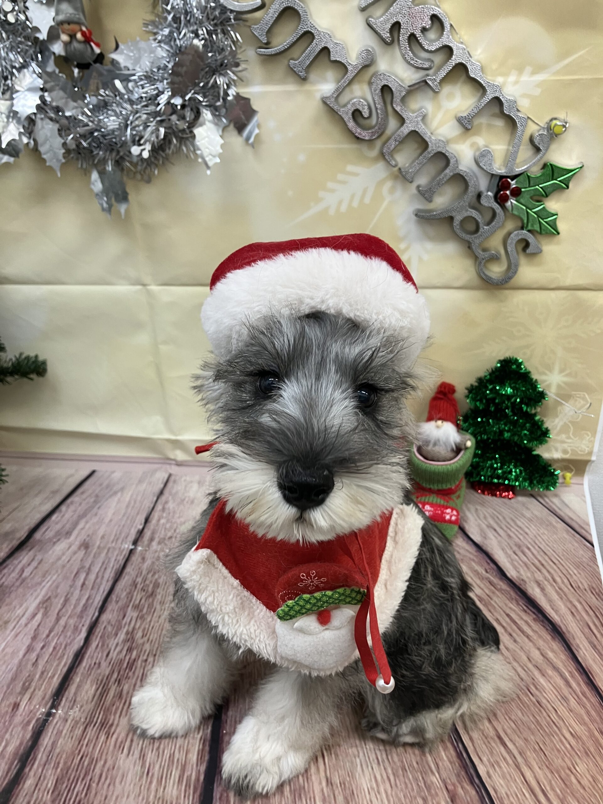 メリークリスマスイブ🎄💕
