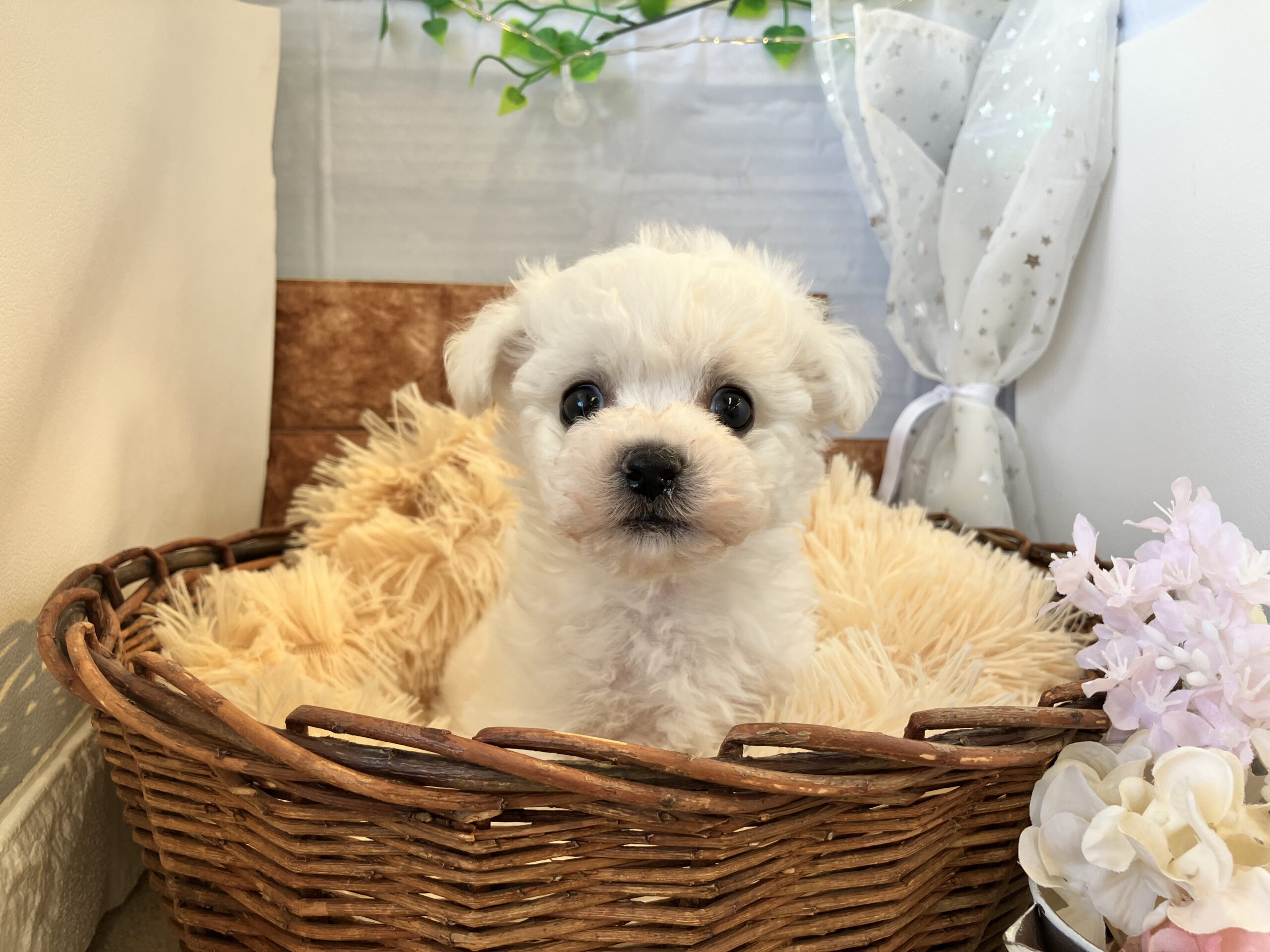 ☆おすすめ犬任命☆