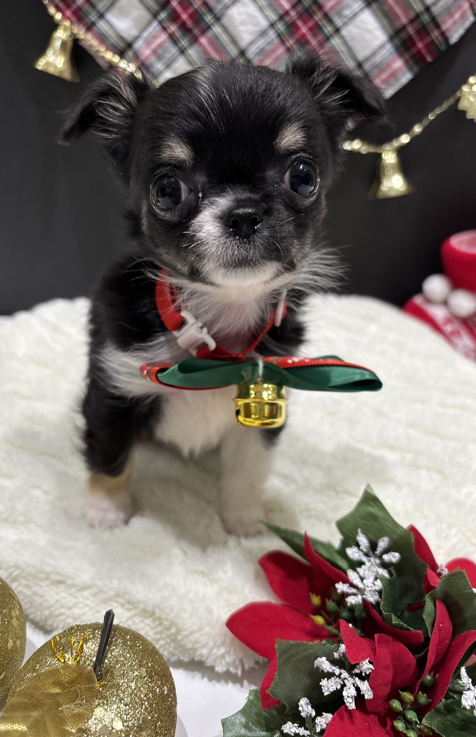 ✨🐶ＭＥＲＲＹＣＨＲＩＳＴＭＡＳ🐱✨