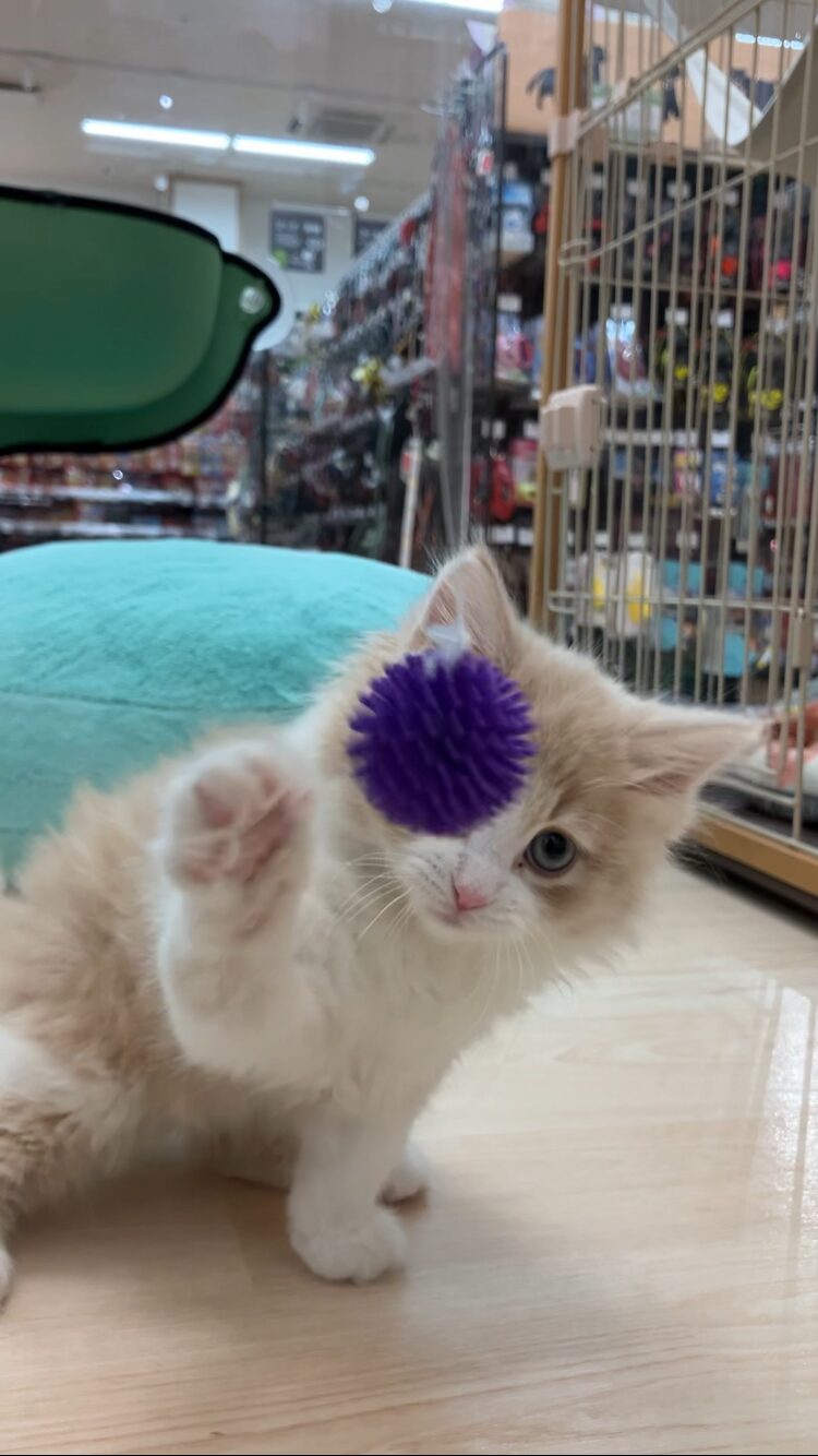 新しいおもちゃに興味津々🐱♪