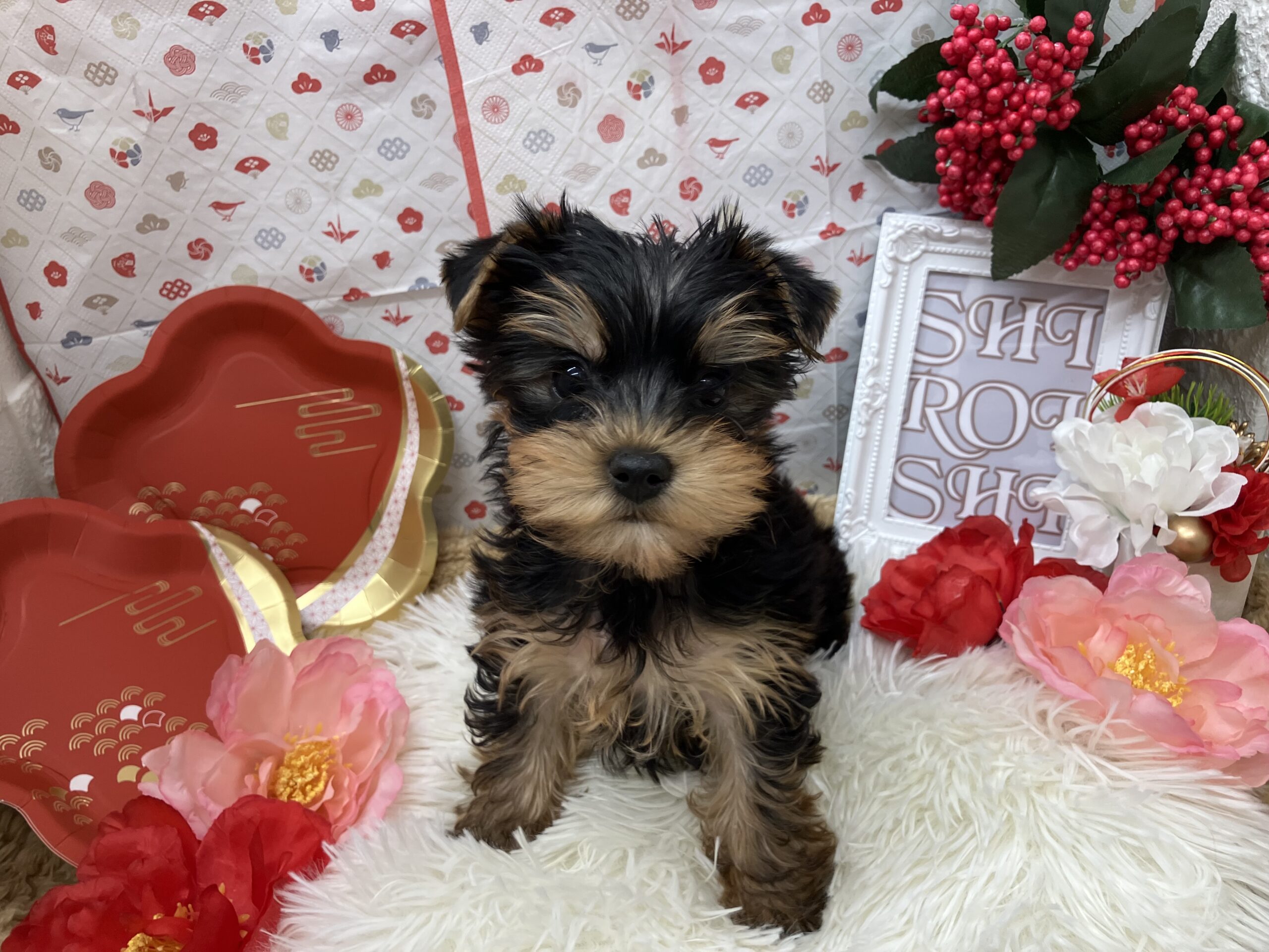 ♡new おすすめ犬♡