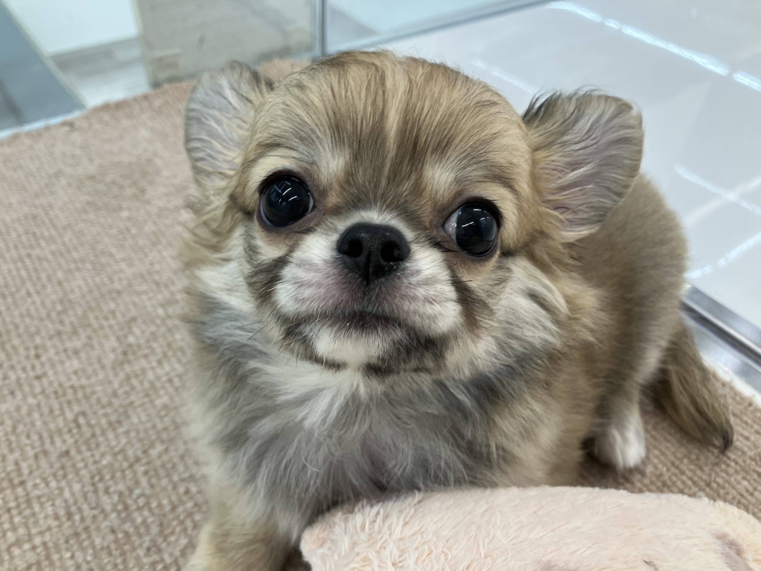 お家が決まりました🏠💗