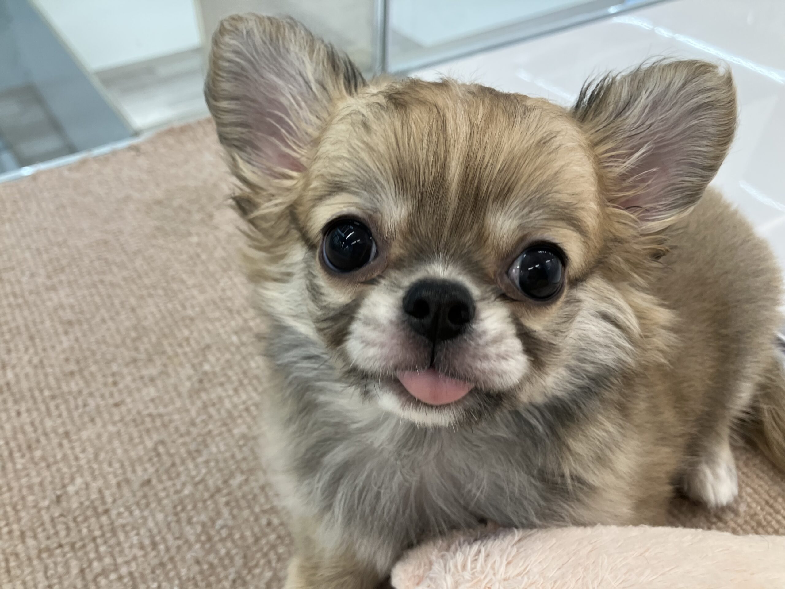 Ｎｅｗオススメわんこ💕