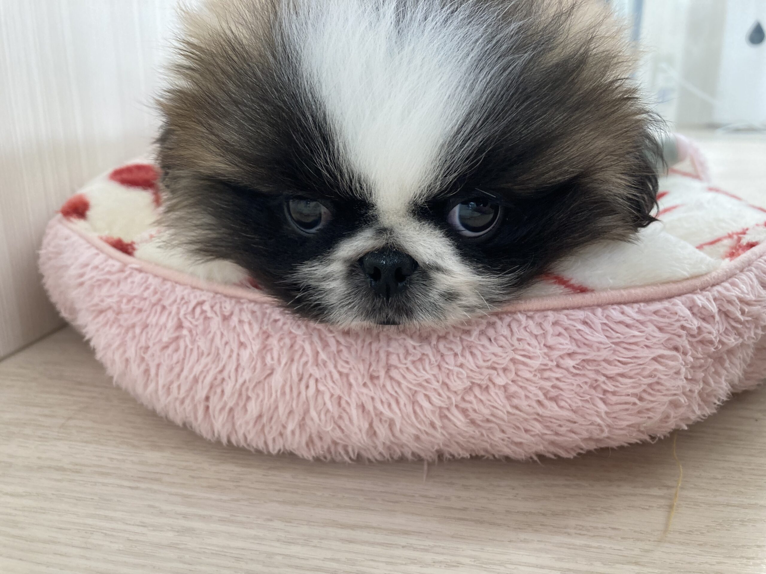 ❤ドックショーにも出れるぺーたん❤