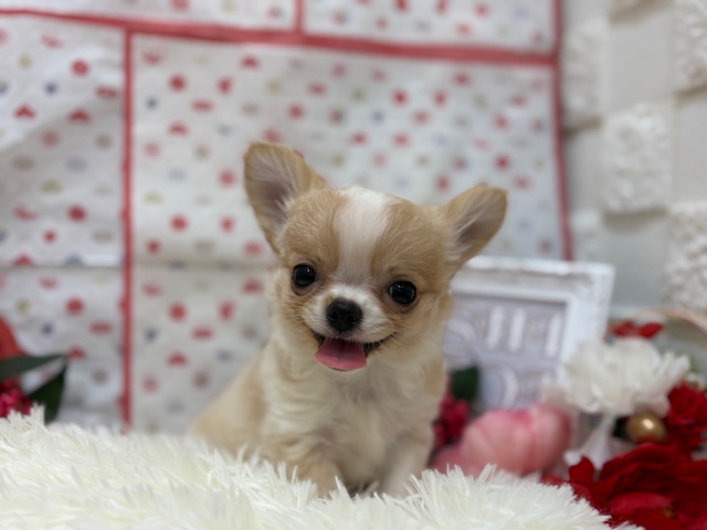 ☆オススメ犬バトンタッチ☆
