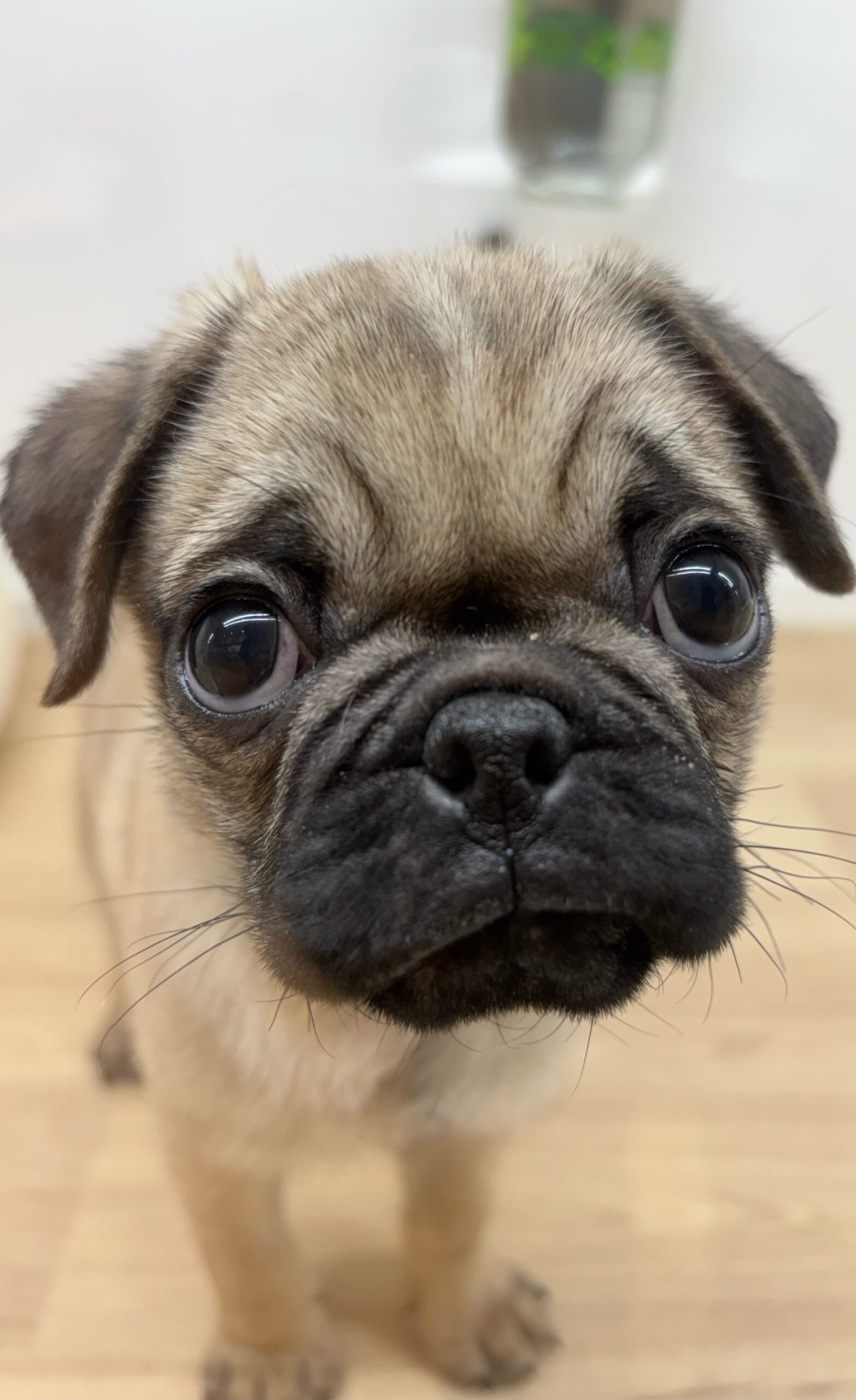 ✨🐶おすすめ犬バトンタッチ🐱✨