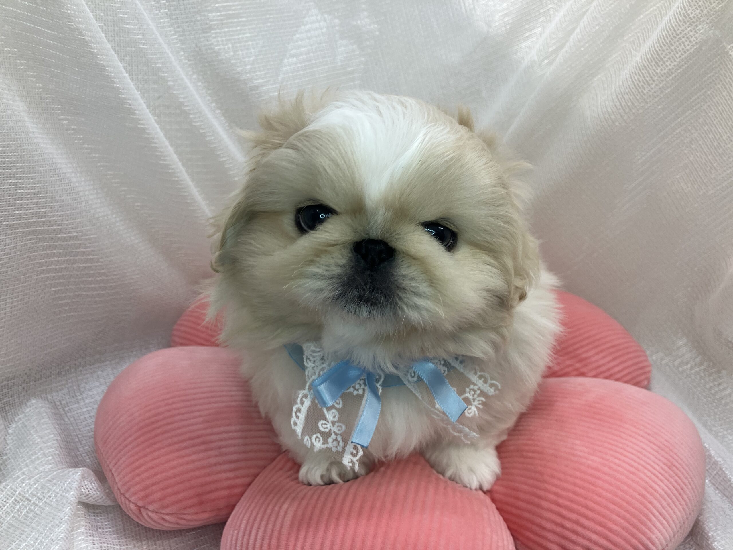 ☆おすすめ犬バトンタッチ☆