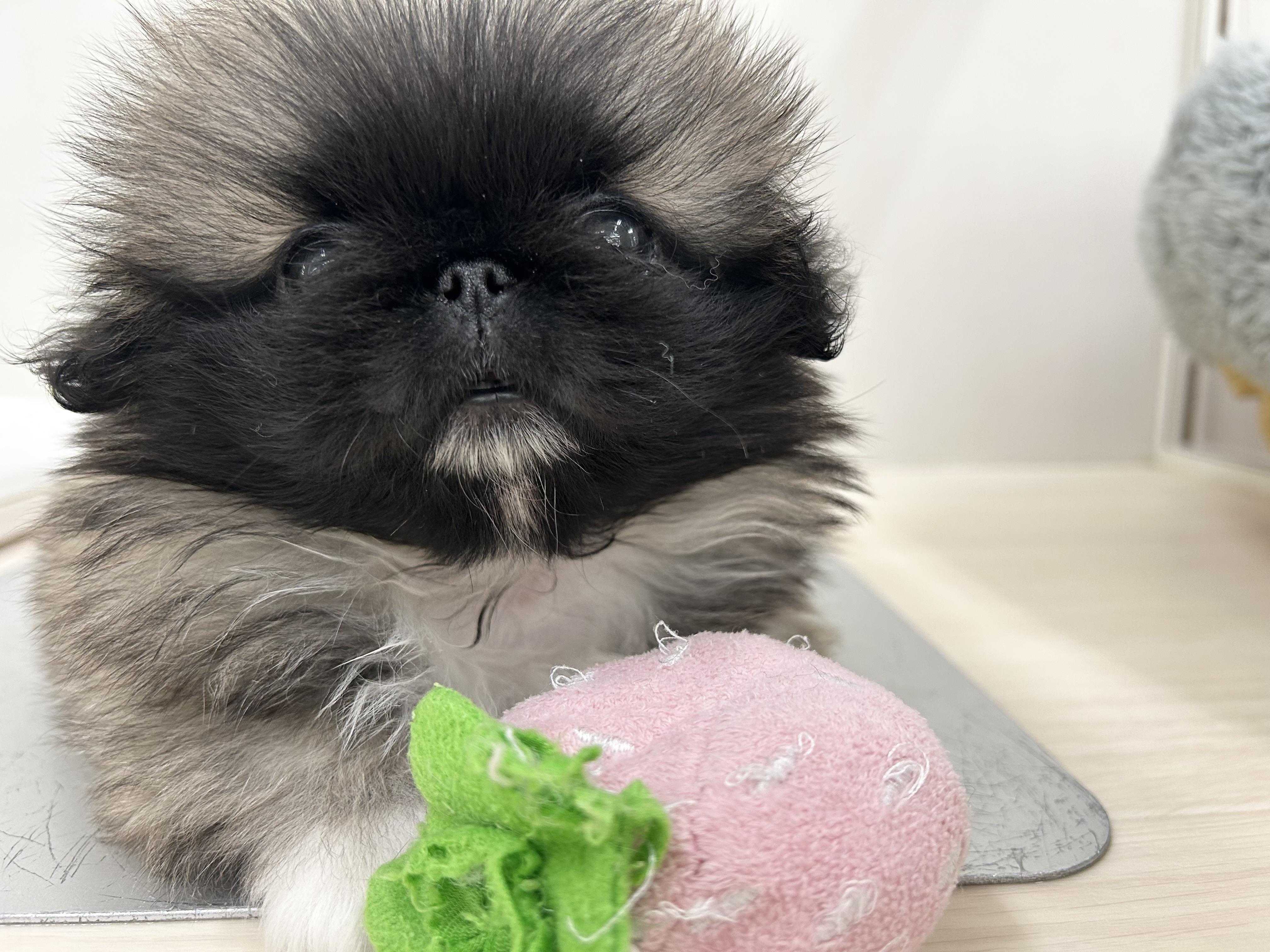 ＊NEW　おすすめ犬＊