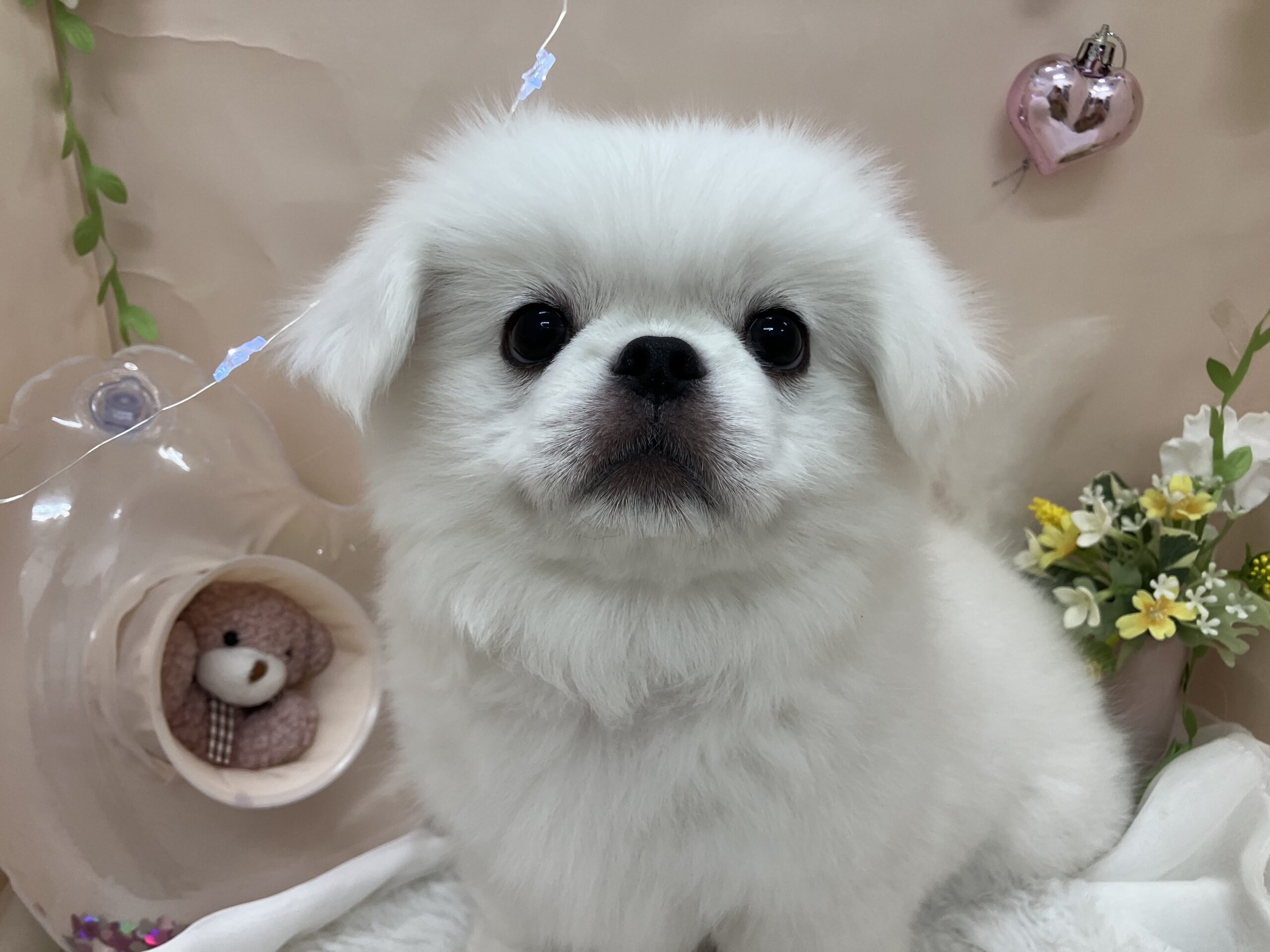 ＮＥＷおすすめワンコ決定❕❕