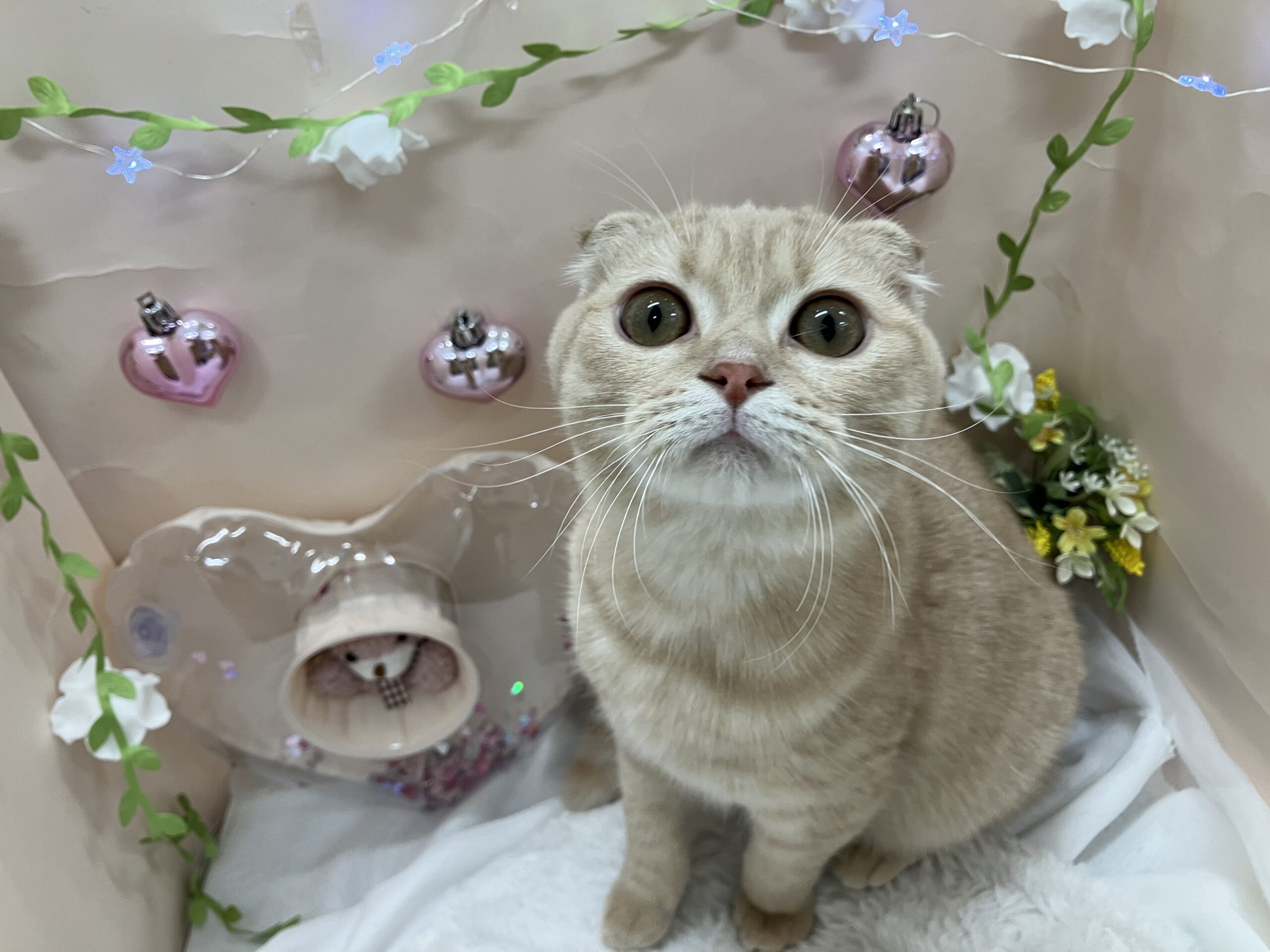 とっても甘えん坊さん💕
