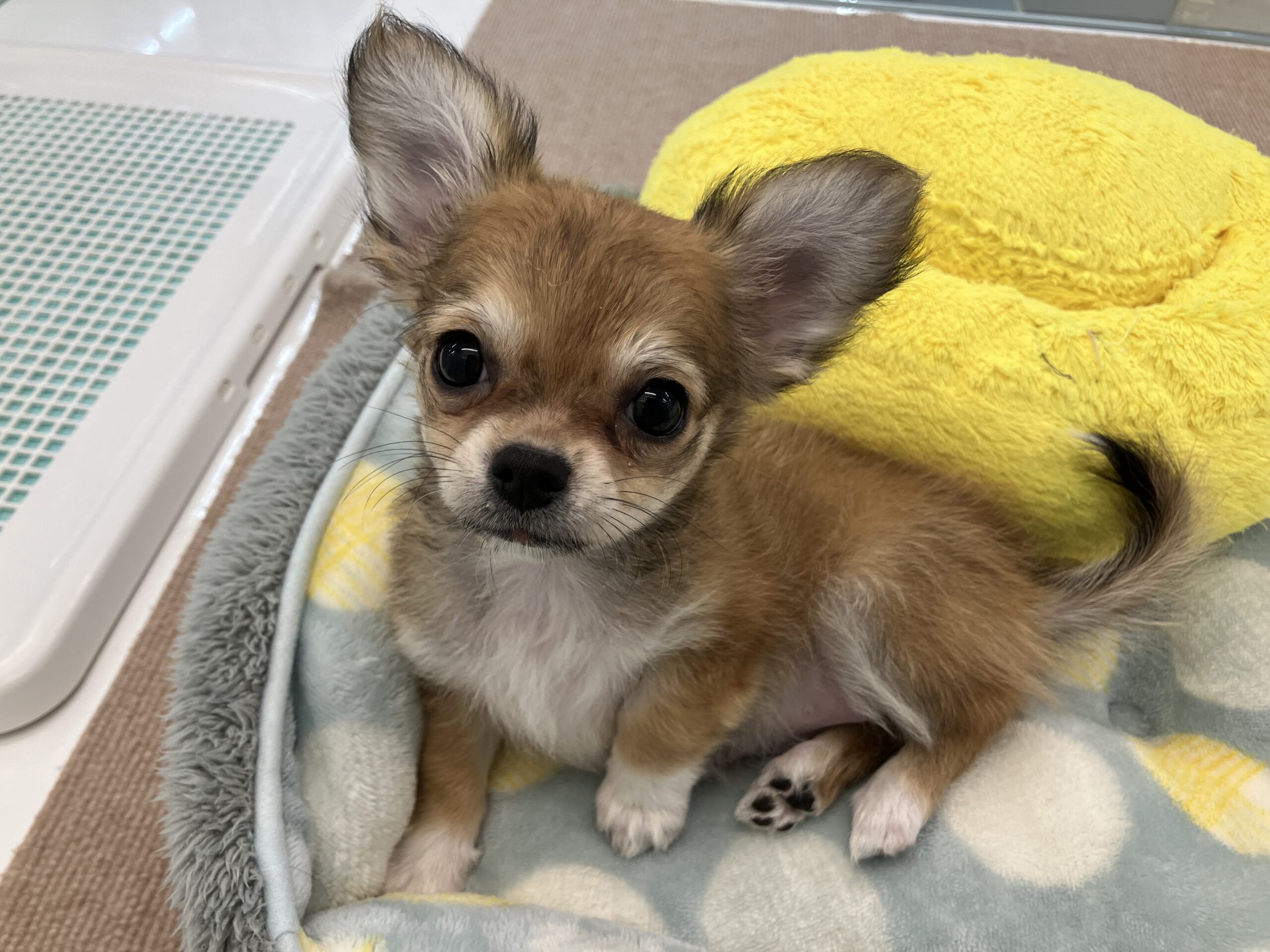新入りわんこ🐶💕