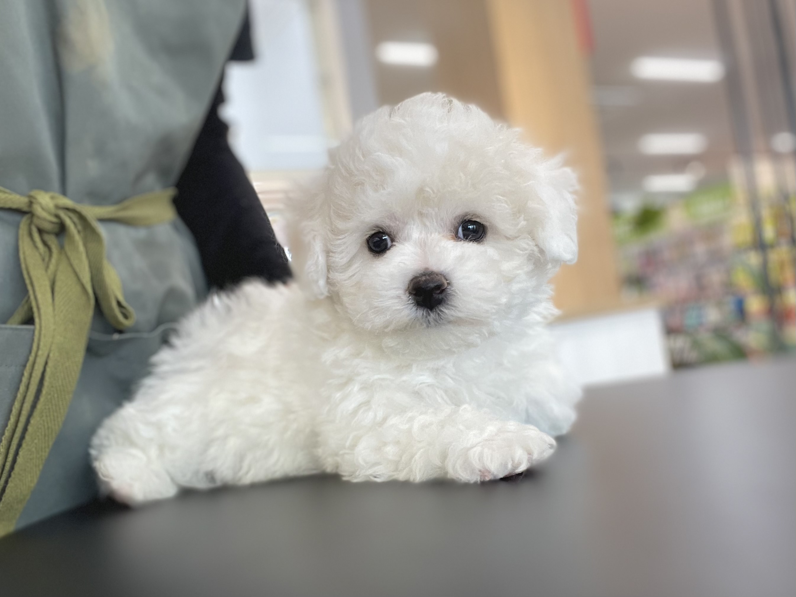 ☆おすすめ犬☆