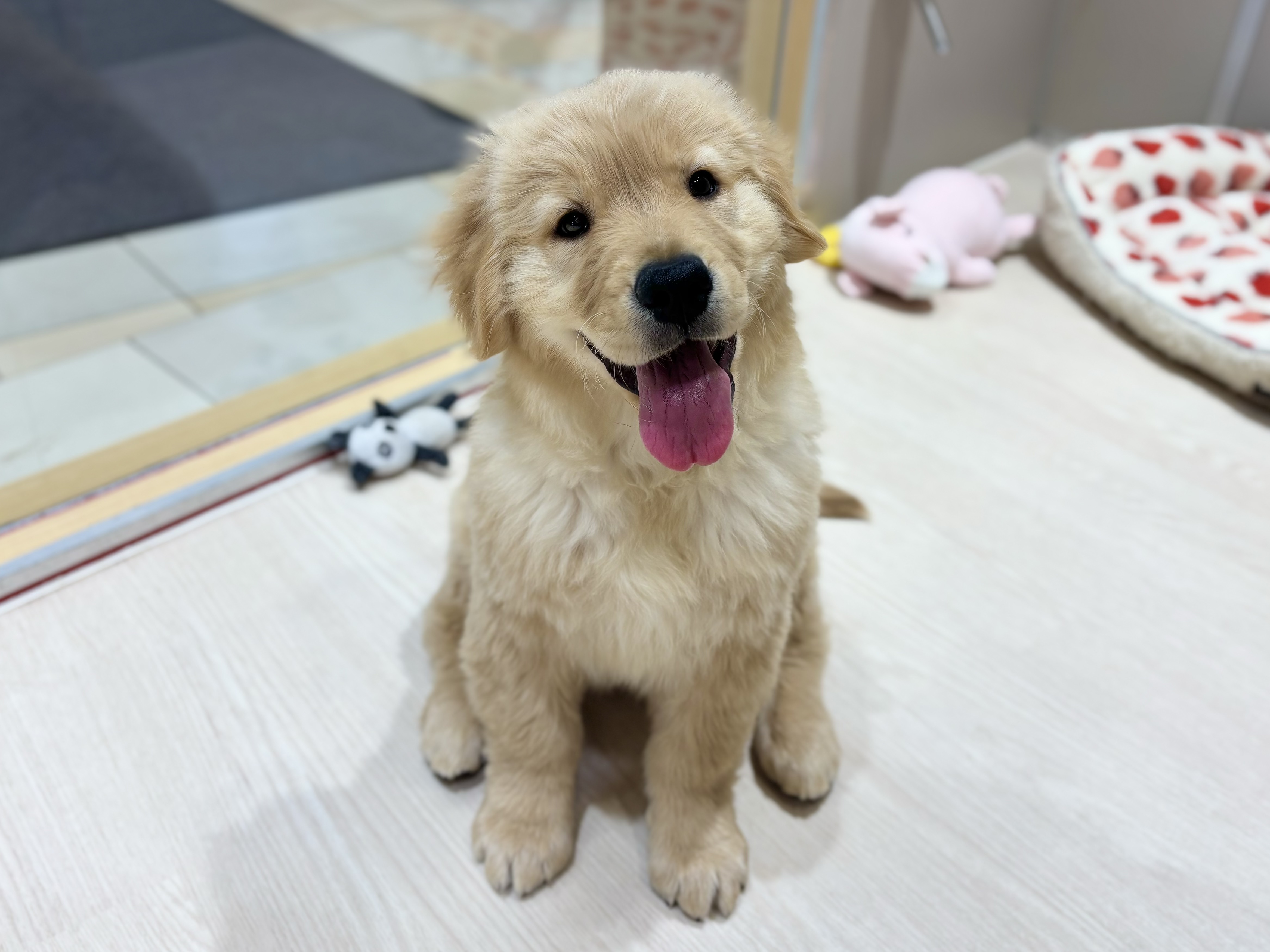 ☆おすすめ犬発表☆