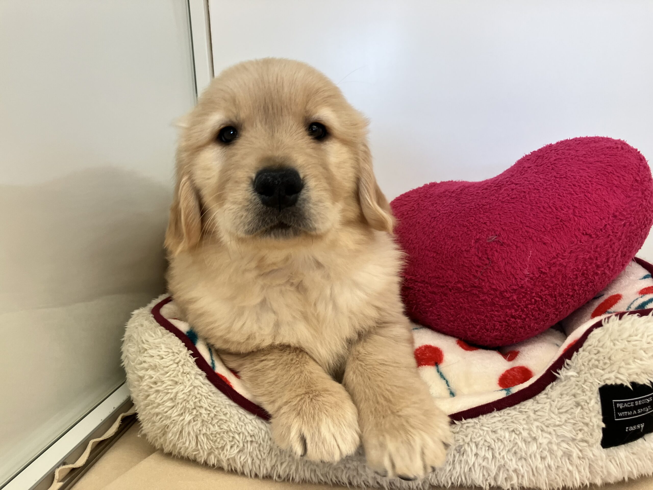 ☆おすすめ犬お引越し☆