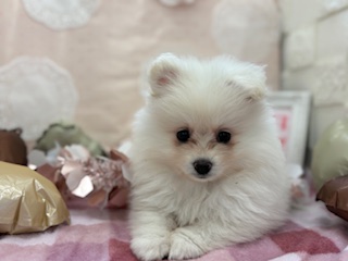 ☆オススメ犬バトンタッチ☆