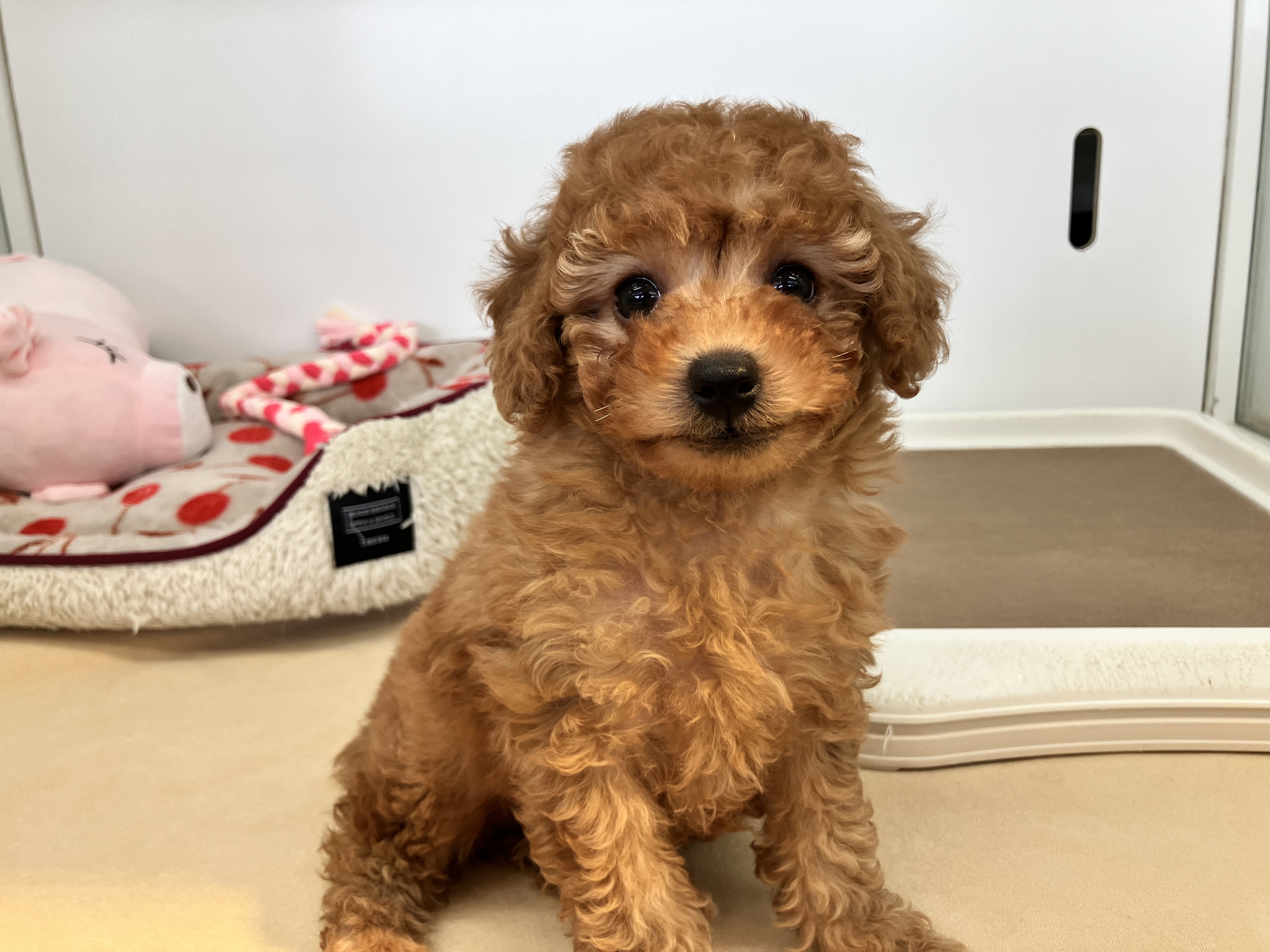 ☆おすすめ犬任命☆
