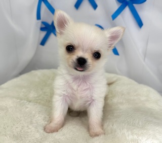 川沿店のおすすめ犬❤