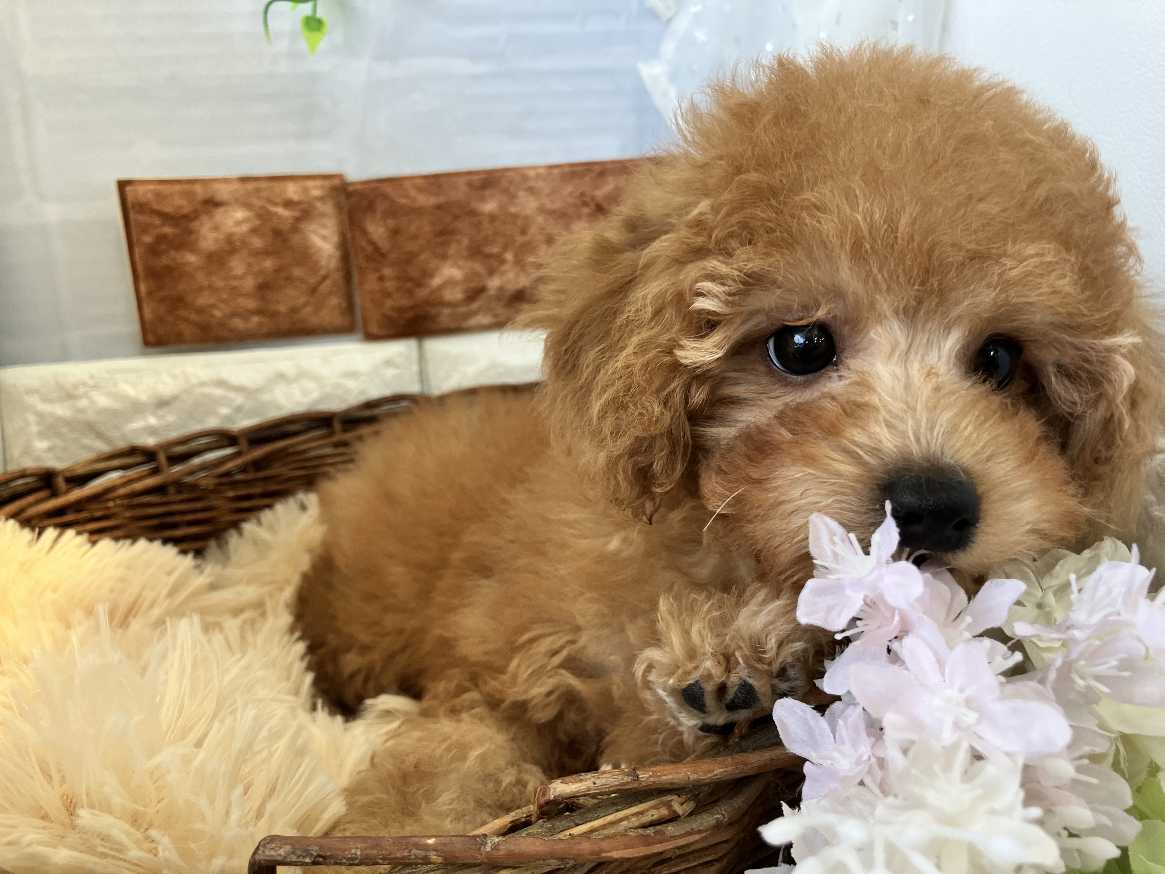 ☆おすすめ犬お引越し☆