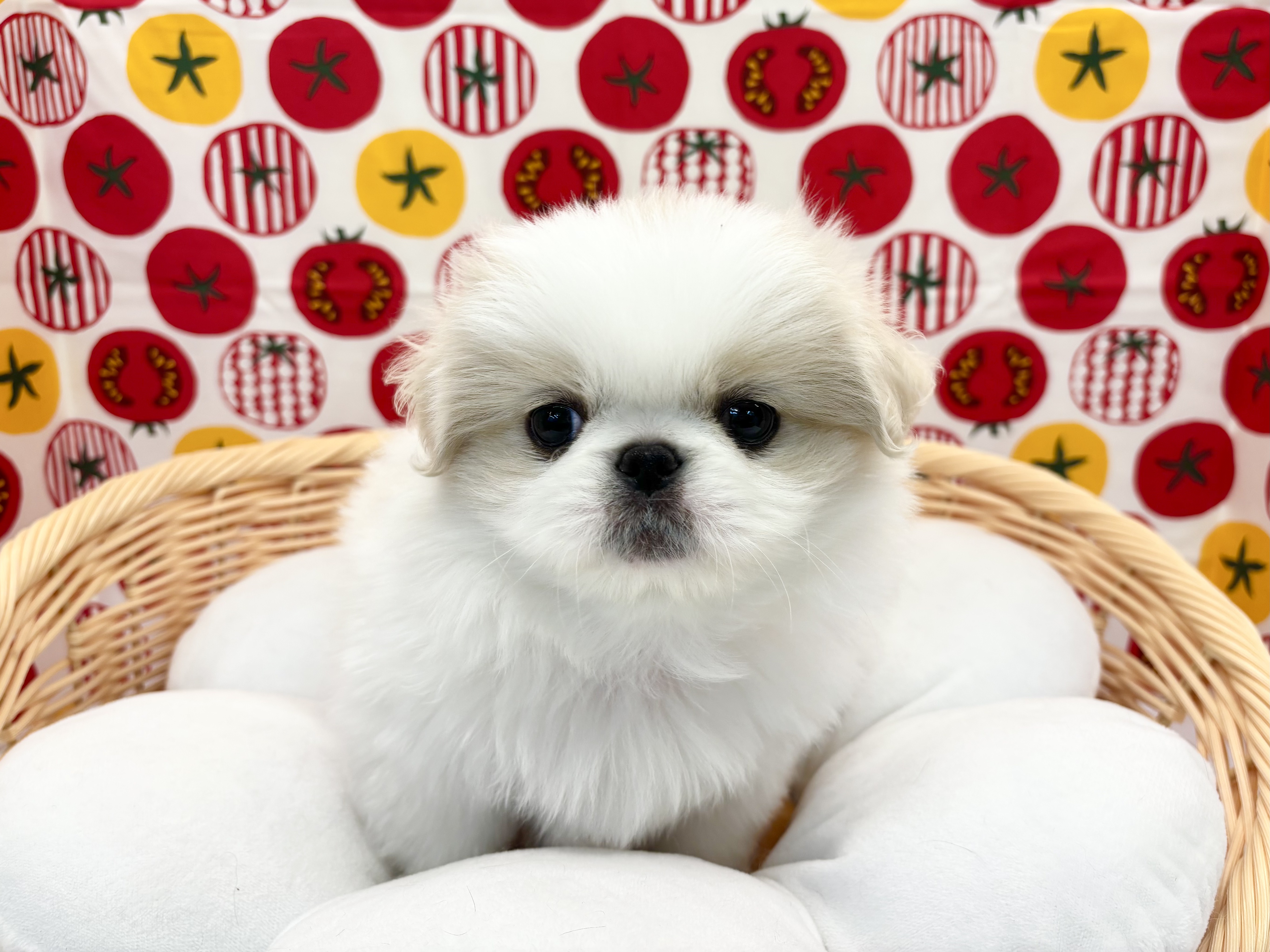 ☆おすすめ犬任命☆