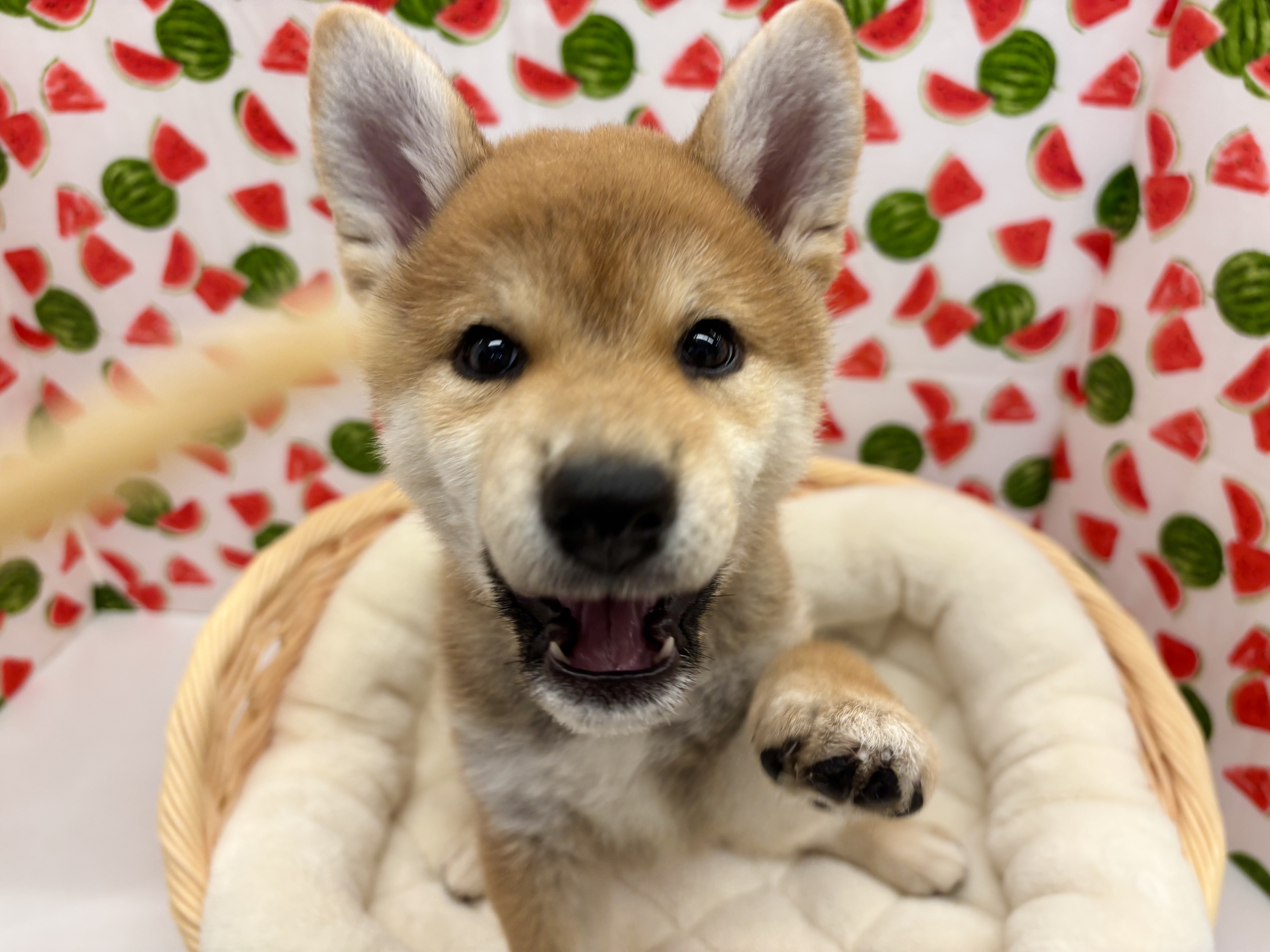 ☆お知らせ☆