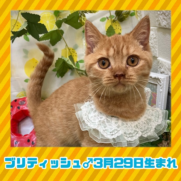 ☆白石店ネコちゃん紹介☆