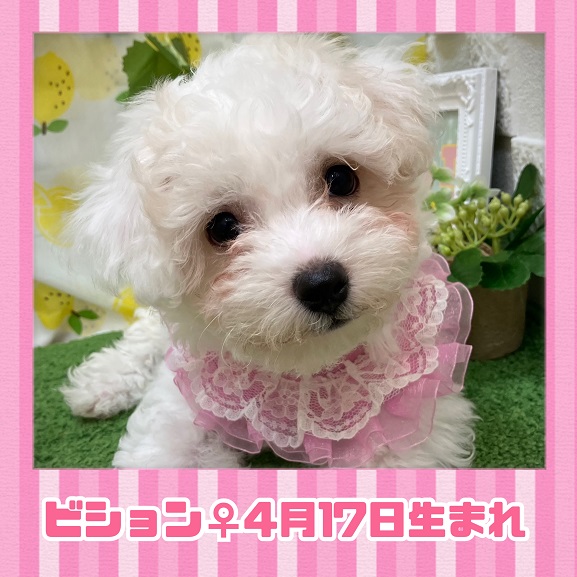 ☆白石店ワンちゃん紹介☆